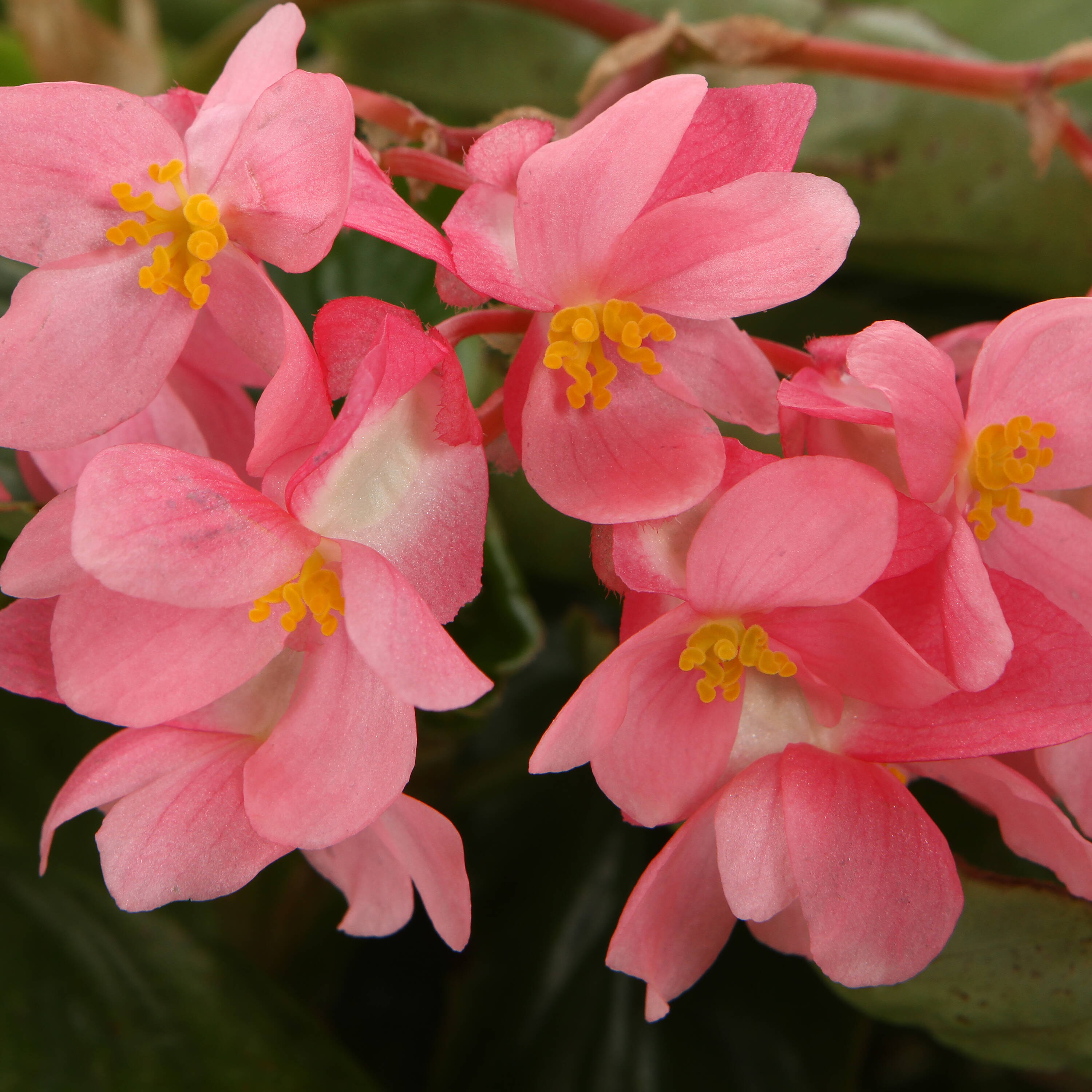 Proven Winners BETDRA1017504 Pink Begonia in 4.25-in Pot