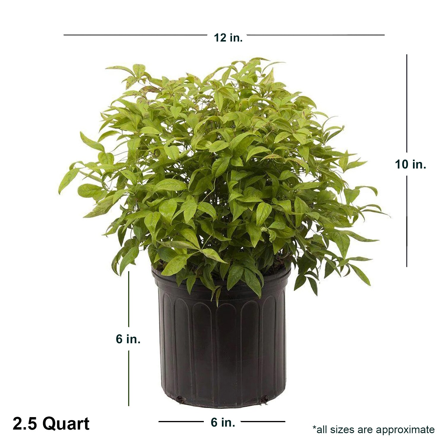Flowerwood 4308Q-1 shrubs - View #7