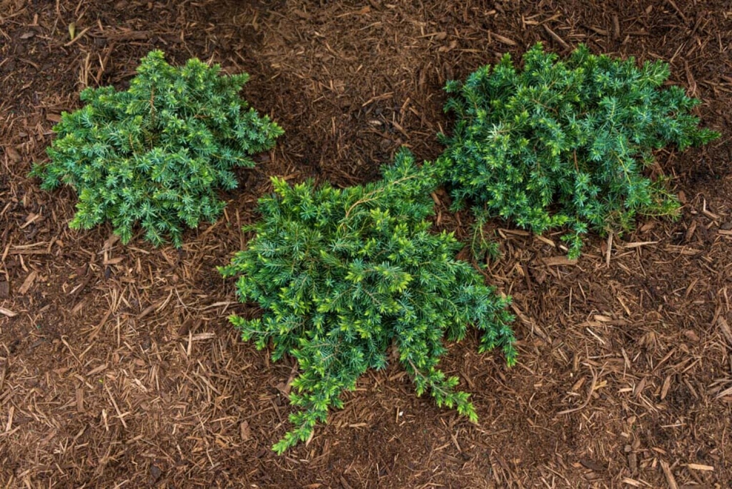 Spring Hill Nurseries Blue Pfitzer Spreading Juniper Evergreen ...