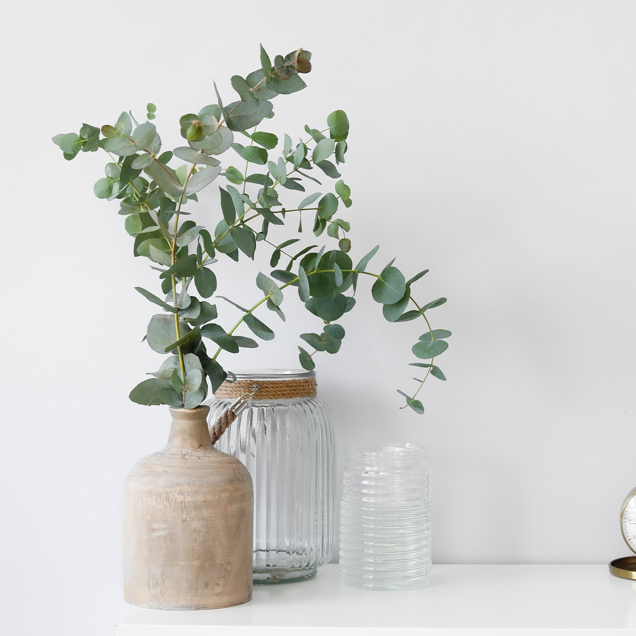 Perfect Plants LOEUCALYPTUS1G trees - View #7