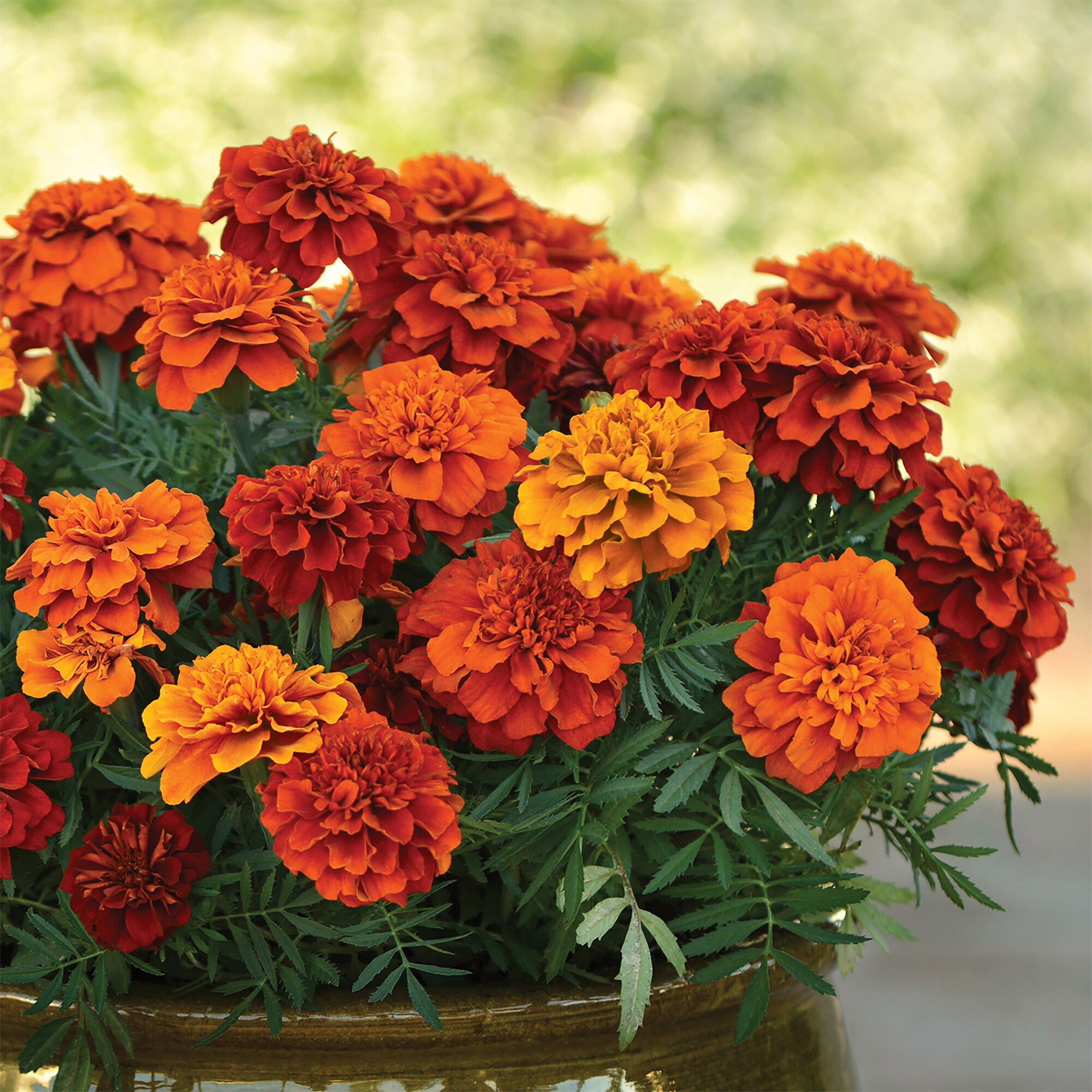 Altman Plants 0881271 annuals - View #2