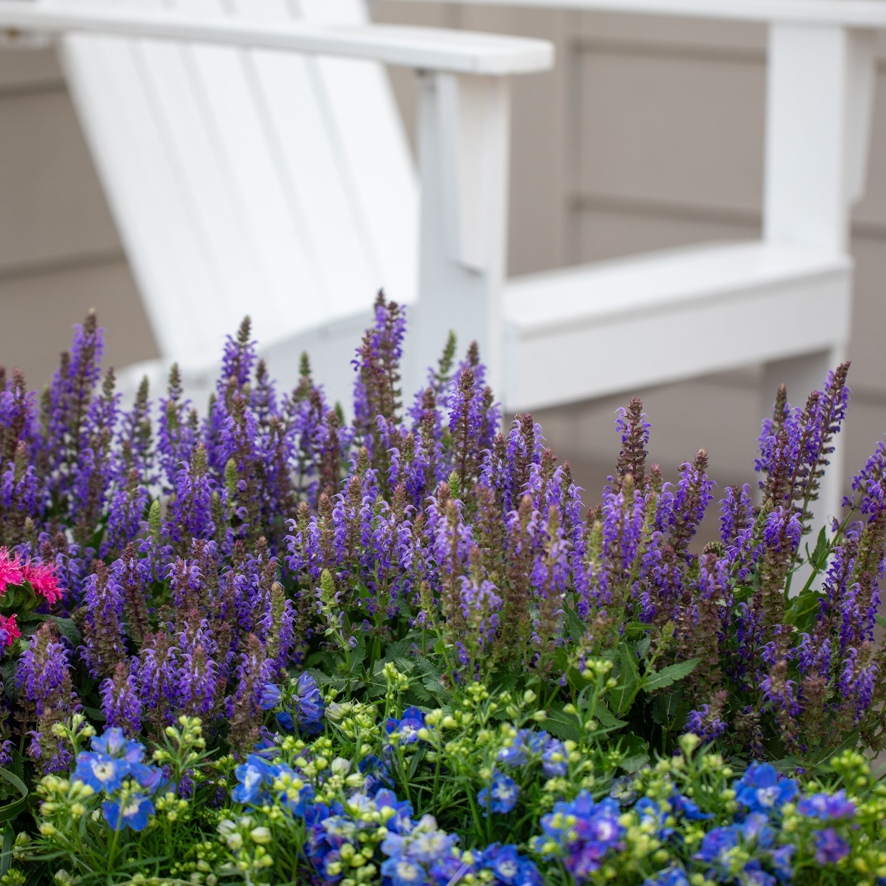 Metrolina Greenhouses 78664 perennials - View #4