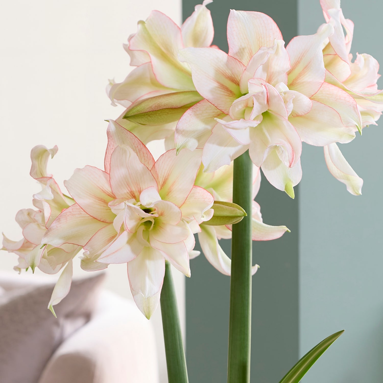 Van Zyverden 88419 Plant-Bulbs - View #2