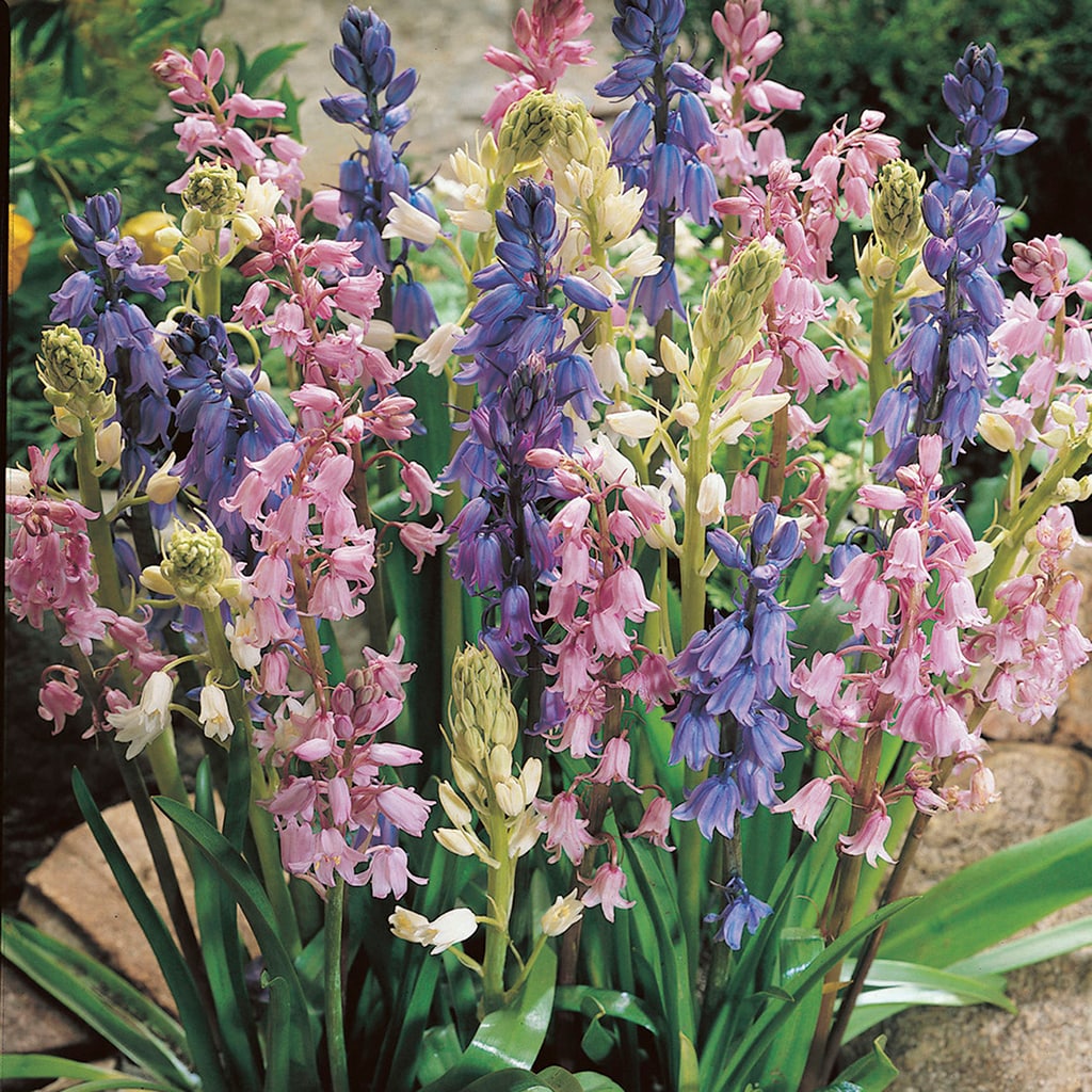 Van Zyverden 21568 Plant-Bulbs - View #2