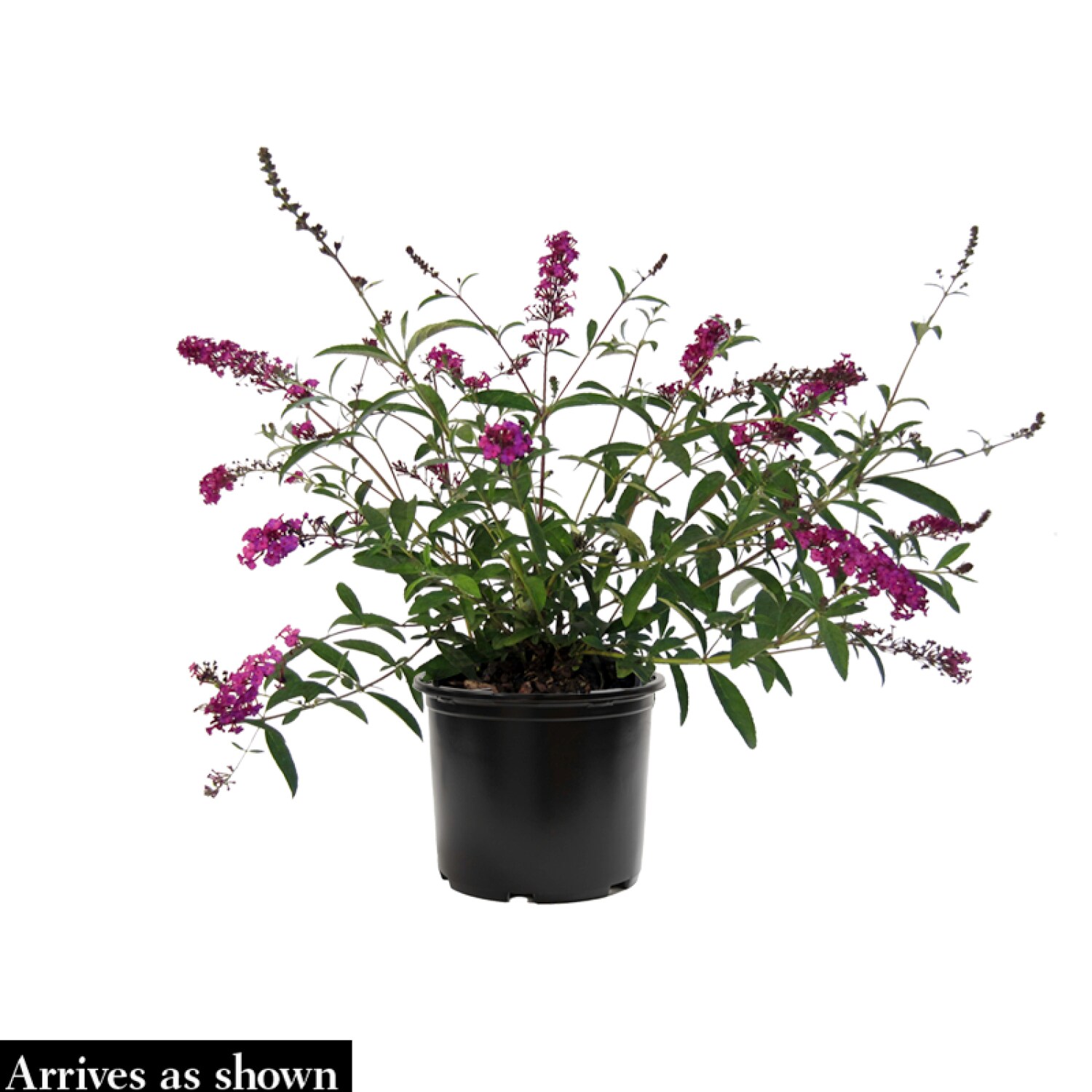 Direct Gardening 14185 shrubs - View #4