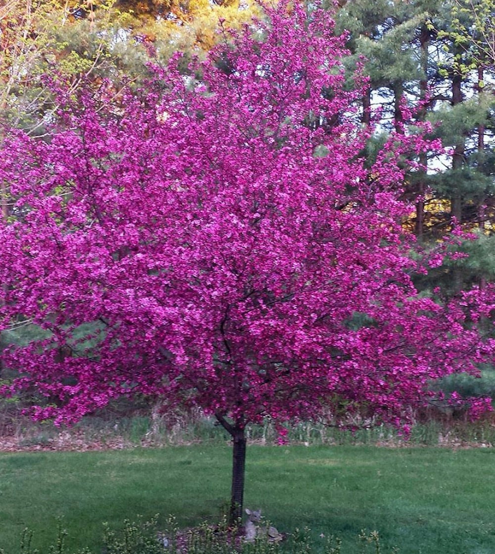 NURSERY 12.7 -Gallon Pink Flowering Perfect Purple Crabapple In pot (with soil)