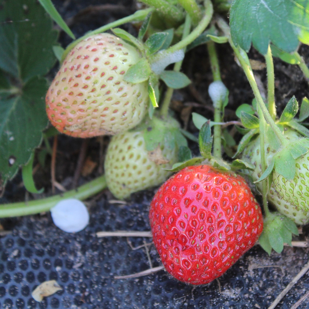 Van Zyverden 84853 20 -Pack Strawberry Plant in Bareroot Spring to Summer