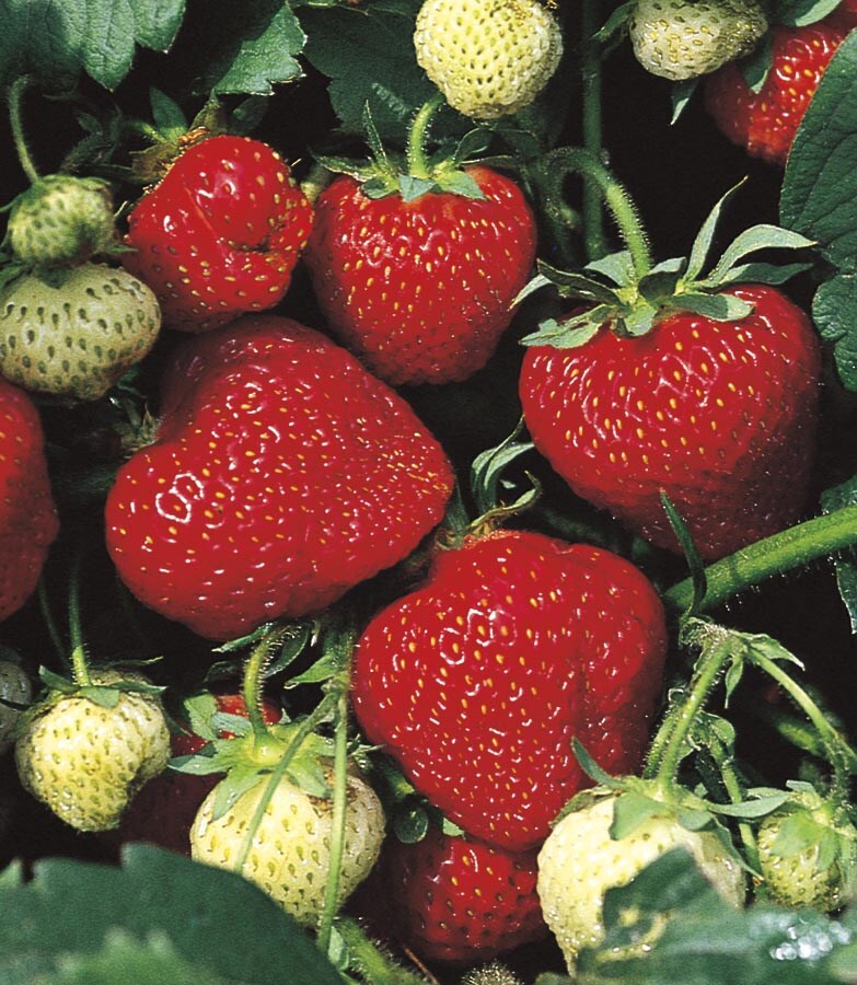 Lowe's NURSERY 1 Quart(s) Strawberry in Pot
