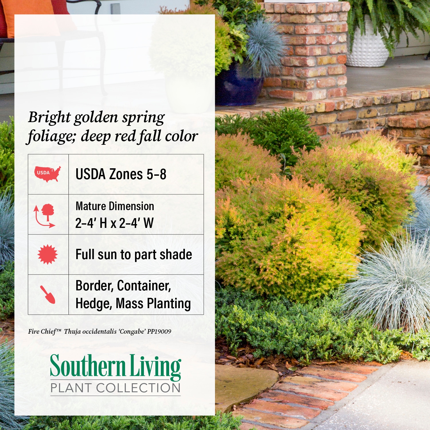 Southern Living Plant Collection 5529Q-1 shrubs - View #9