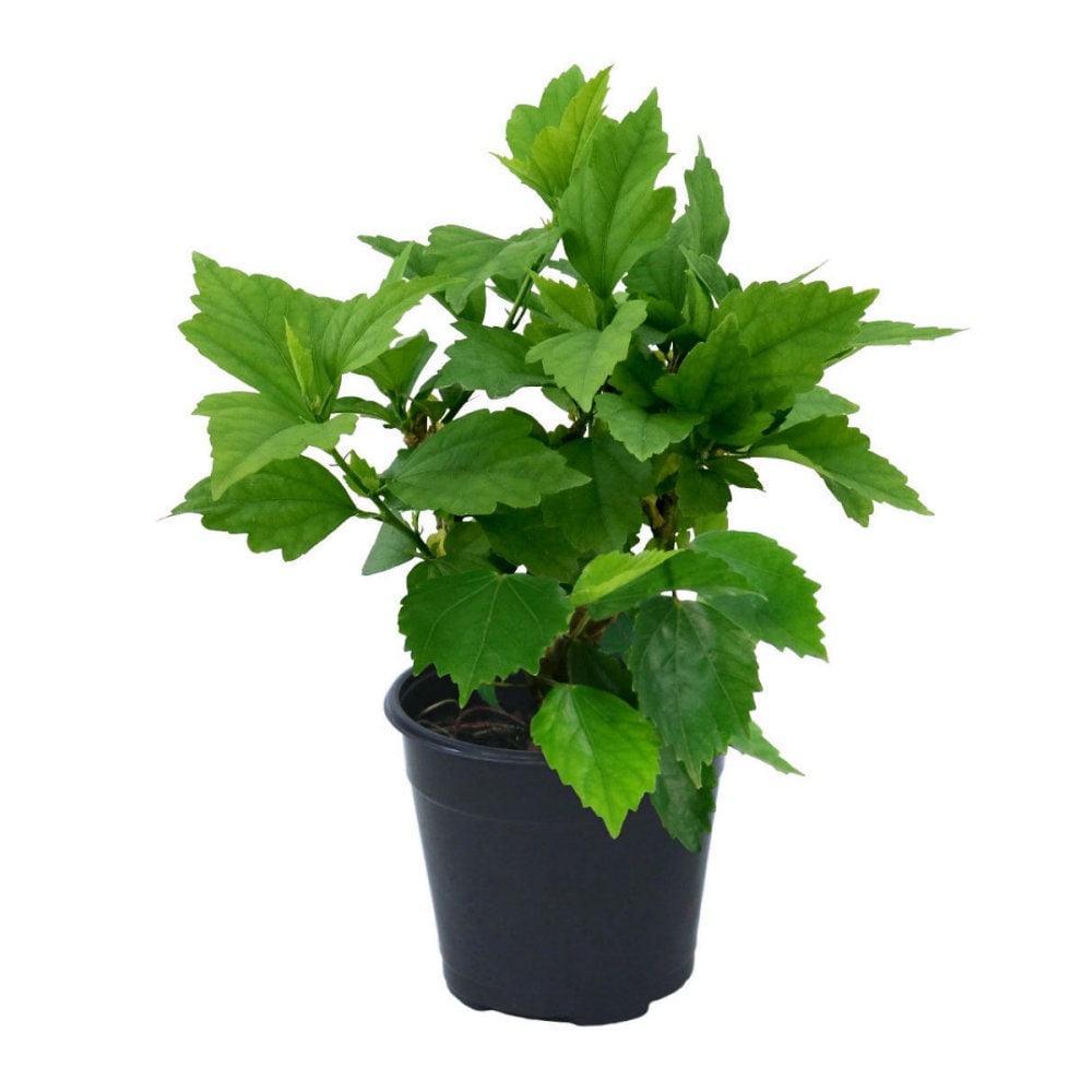 National Plant Network LW1671 Hibiscus Fiji Foundation/Hedge Shrub in 1 -Gallon Pot with Pink Blooms