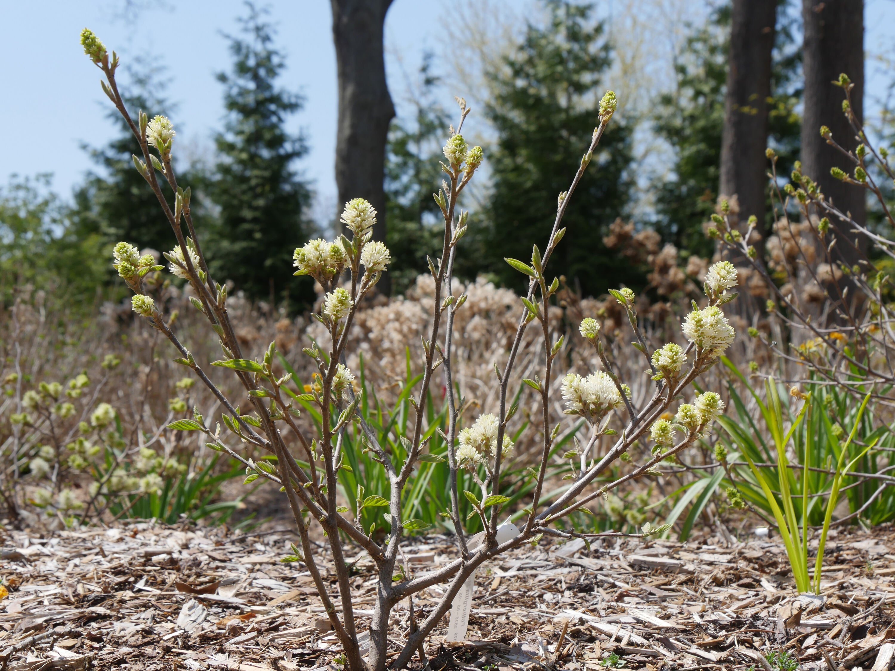 Legend of the Fall Bottlebrush (Fothergilla) Plants, Bulbs & Seeds at ...