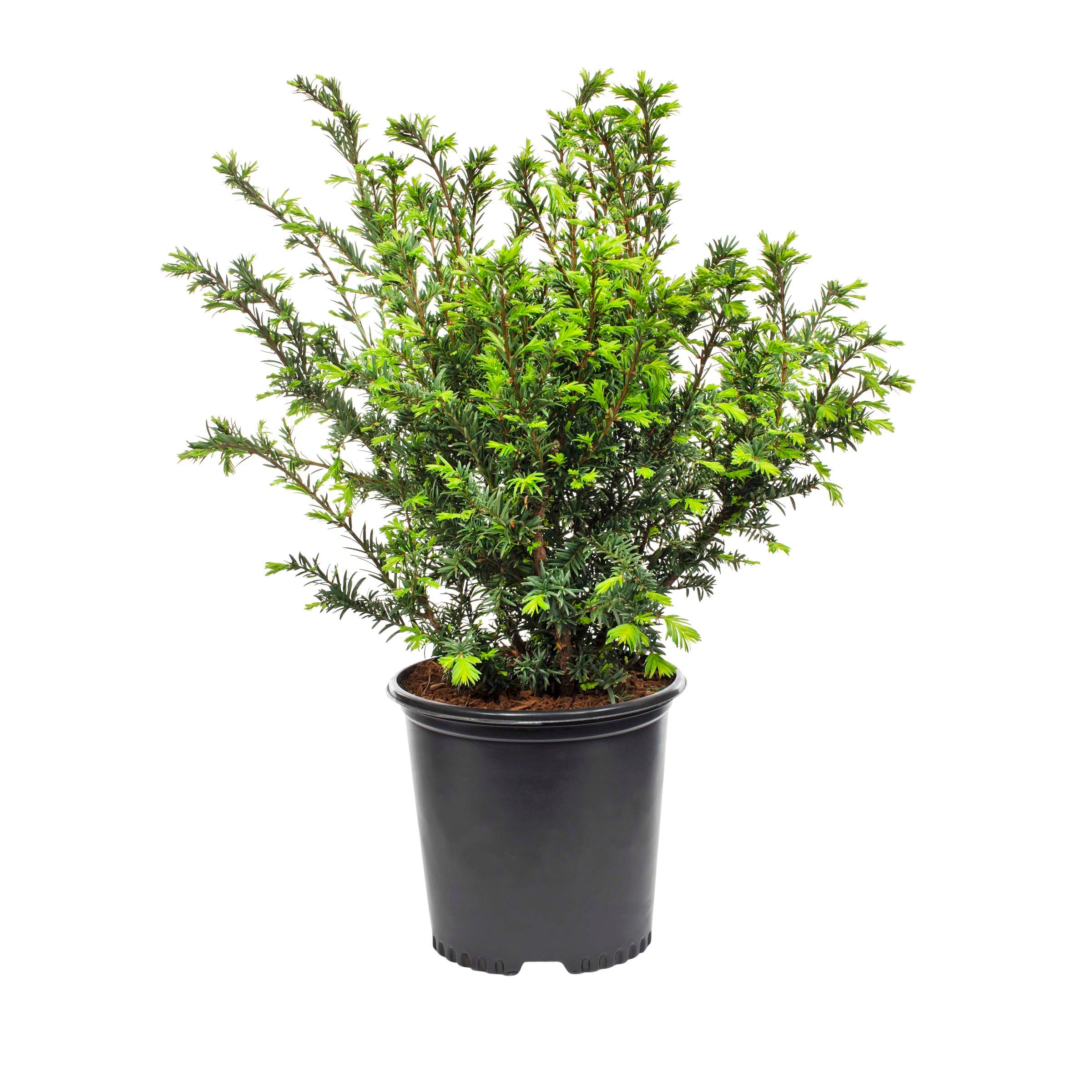 Lowe's 391097 trees - View #2