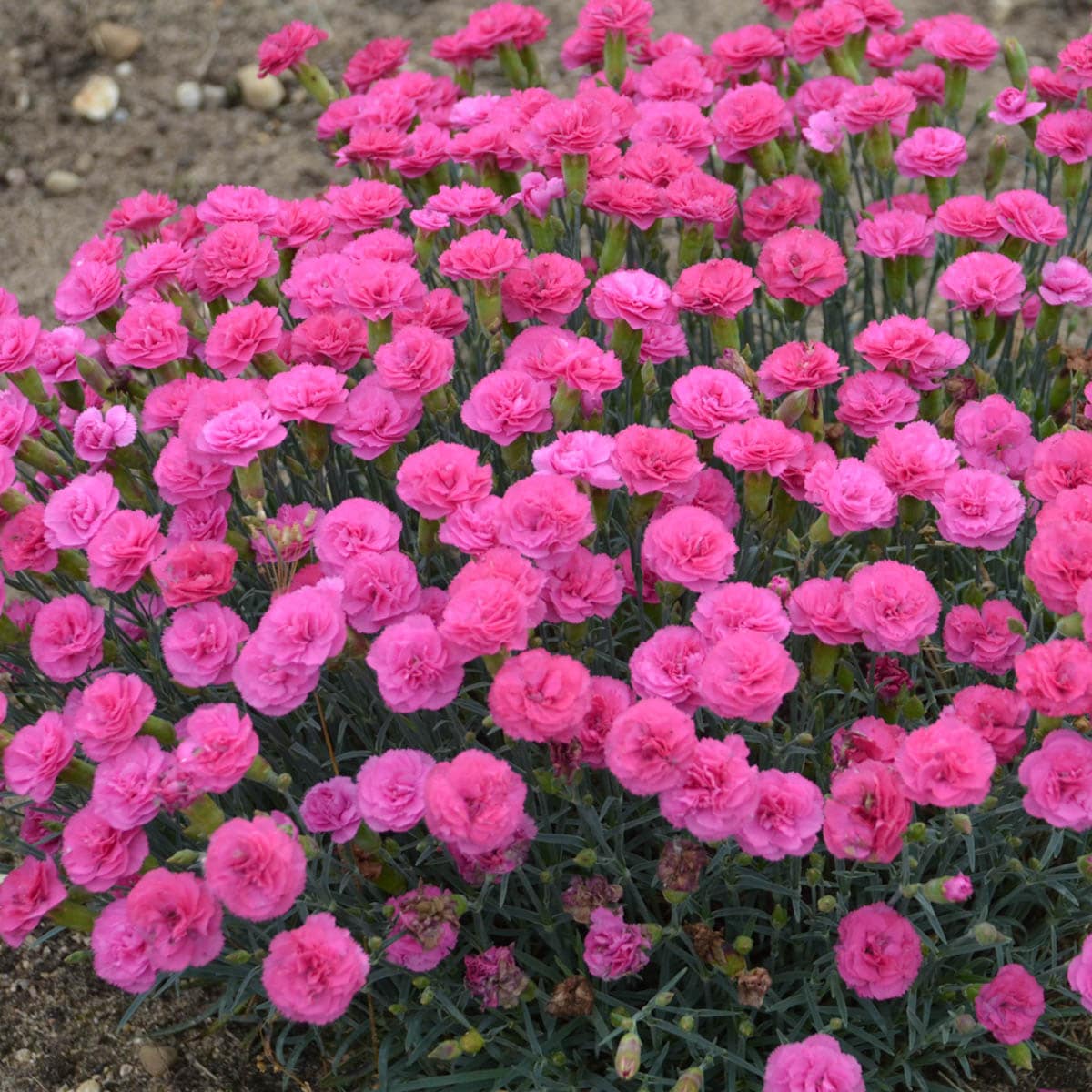 Breck's 88889 perennials - View #2
