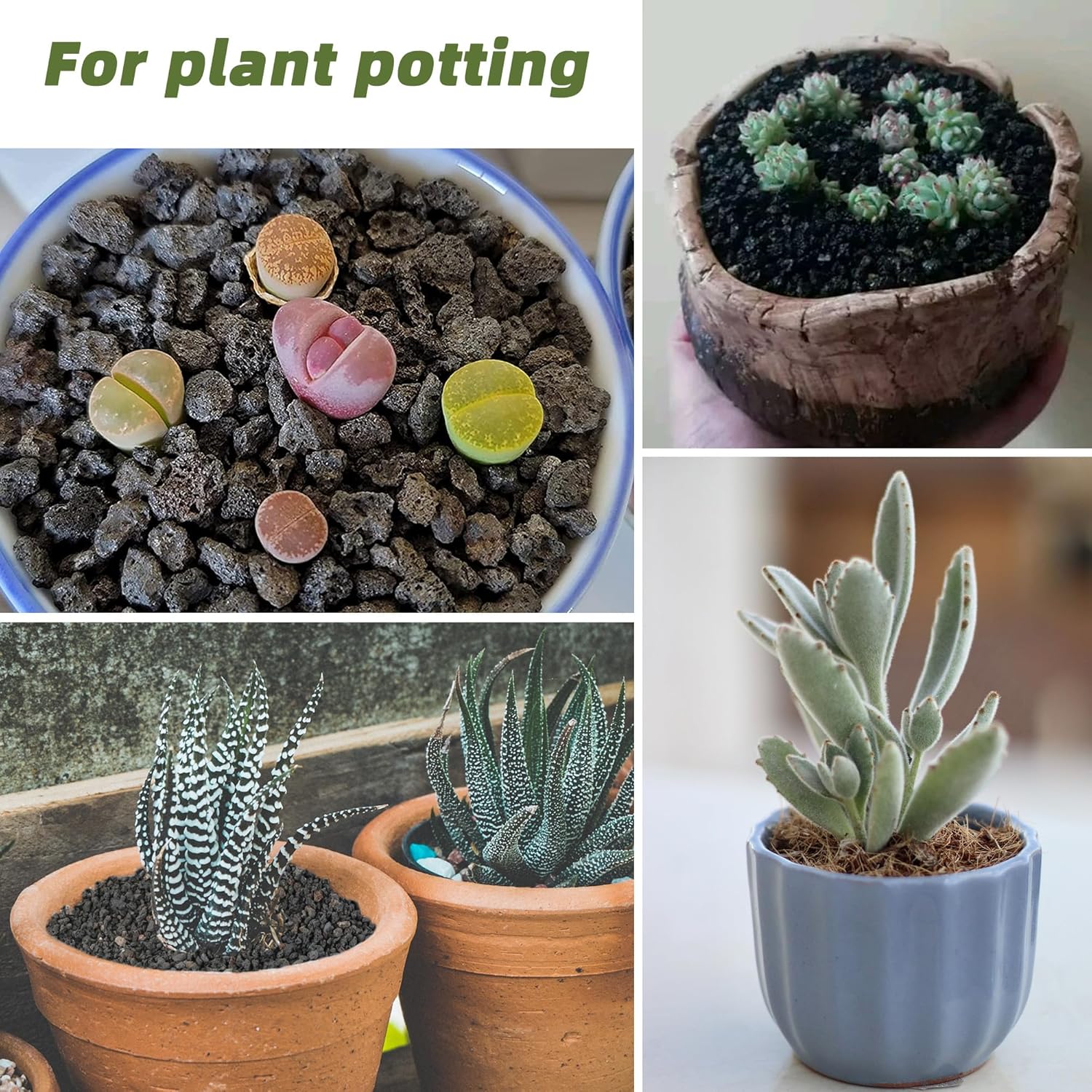 aloe vera plant where can i buy Aloe Vera Plant for Sale