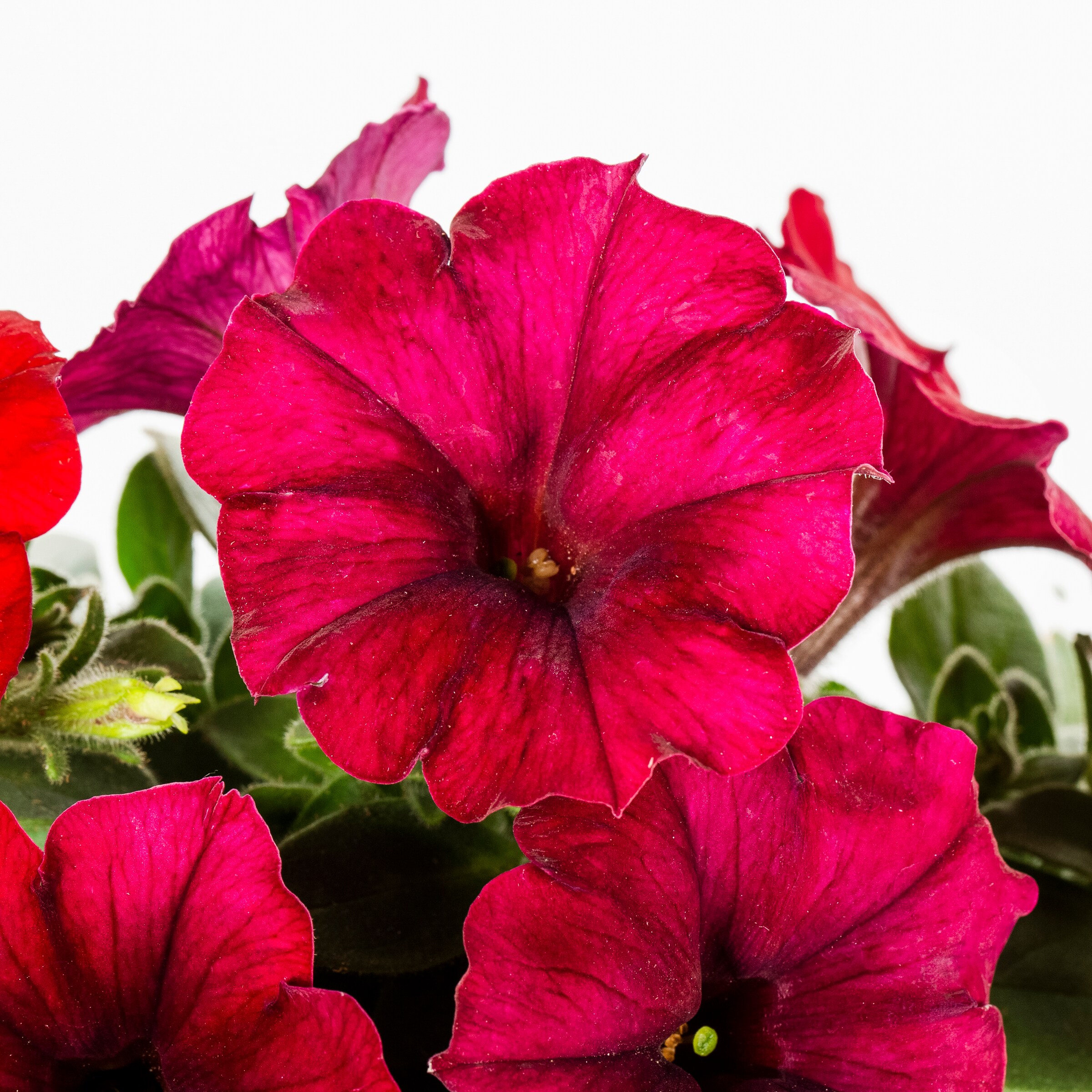 Lowe's NURSERY annuals - View #4