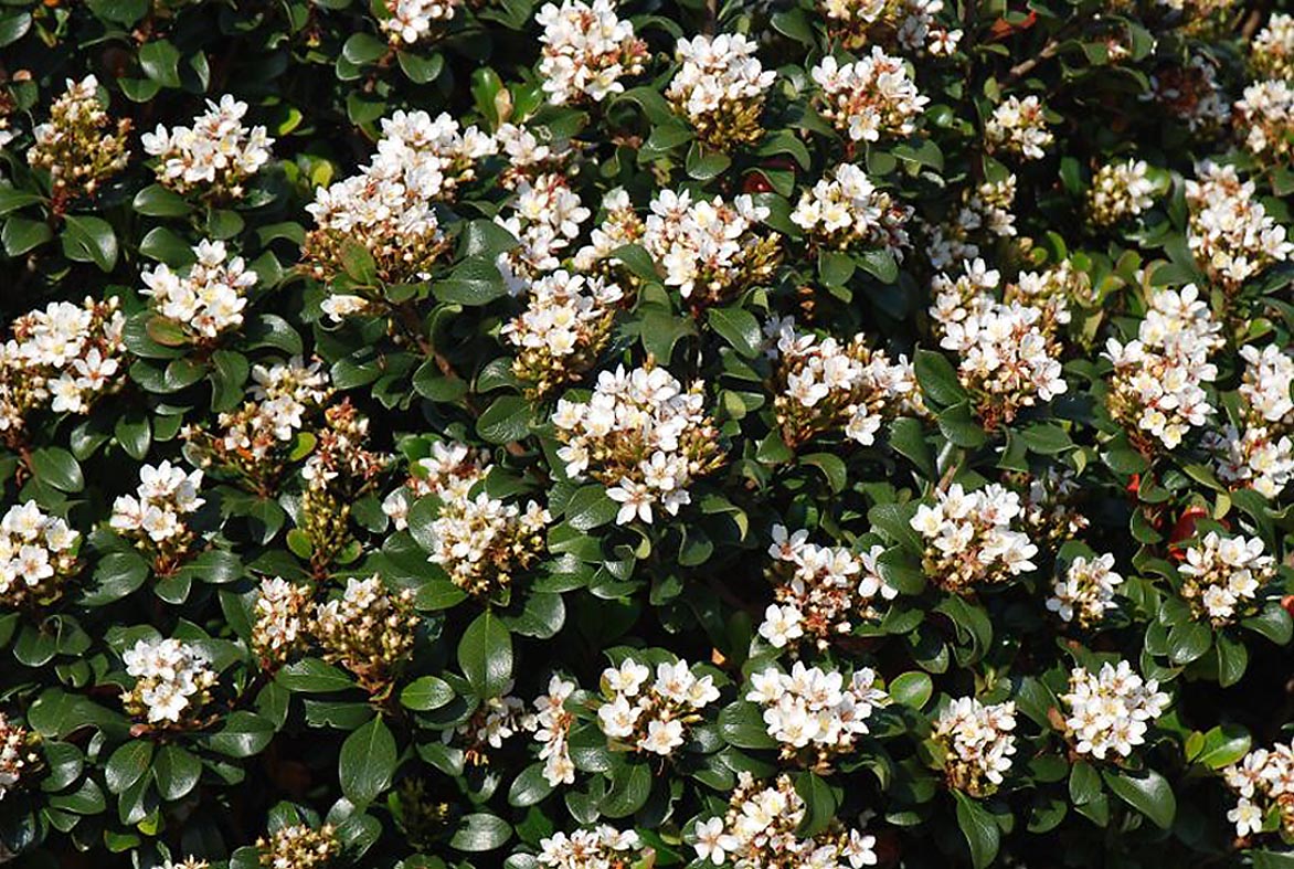 Monrovia White Southern Moon Yedda Hawthorn P20730 Flowering Shrub In ...