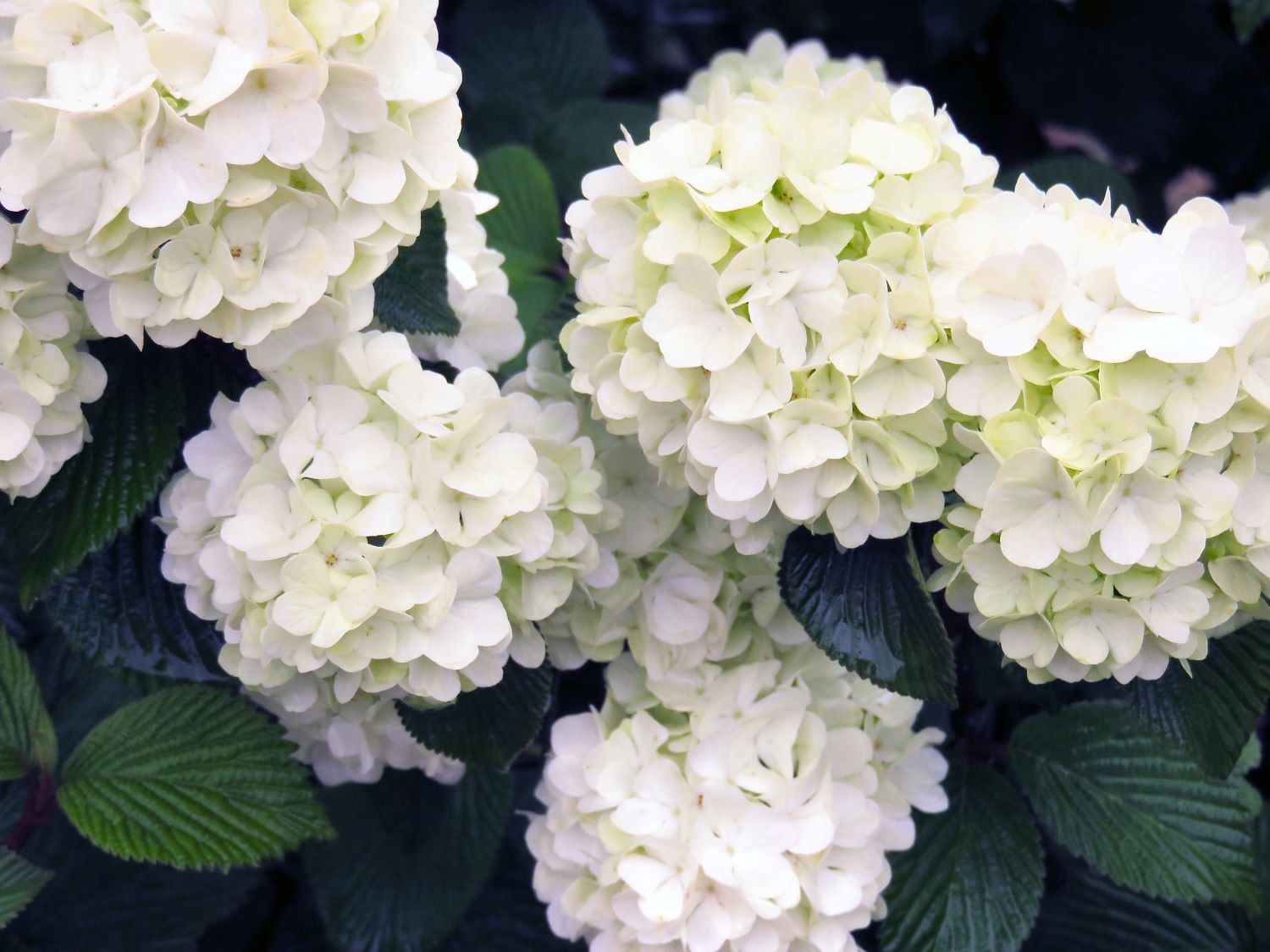 First Editions O89892F shrubs - View #3