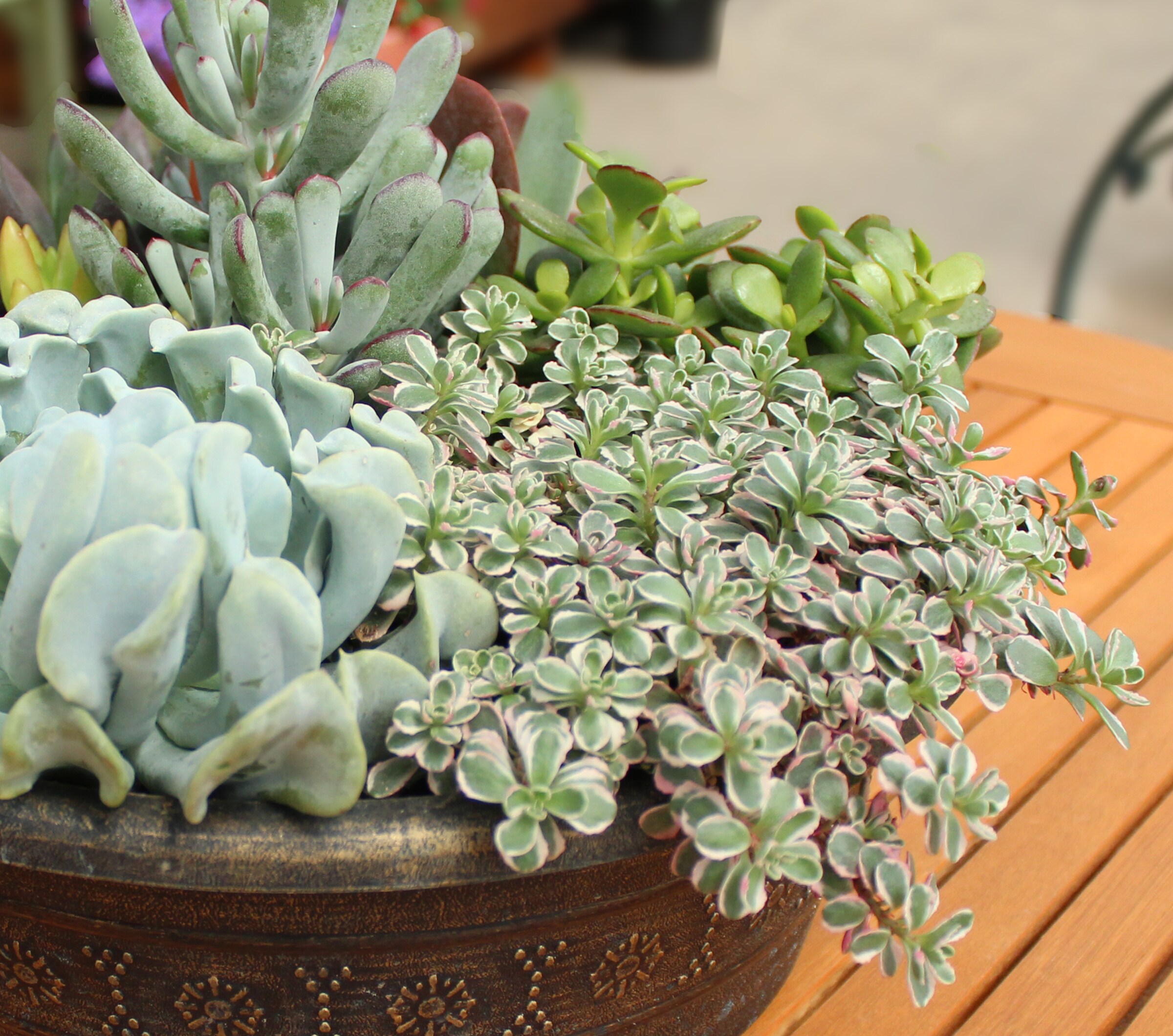 Monrovia NURSERY perennials - View #4