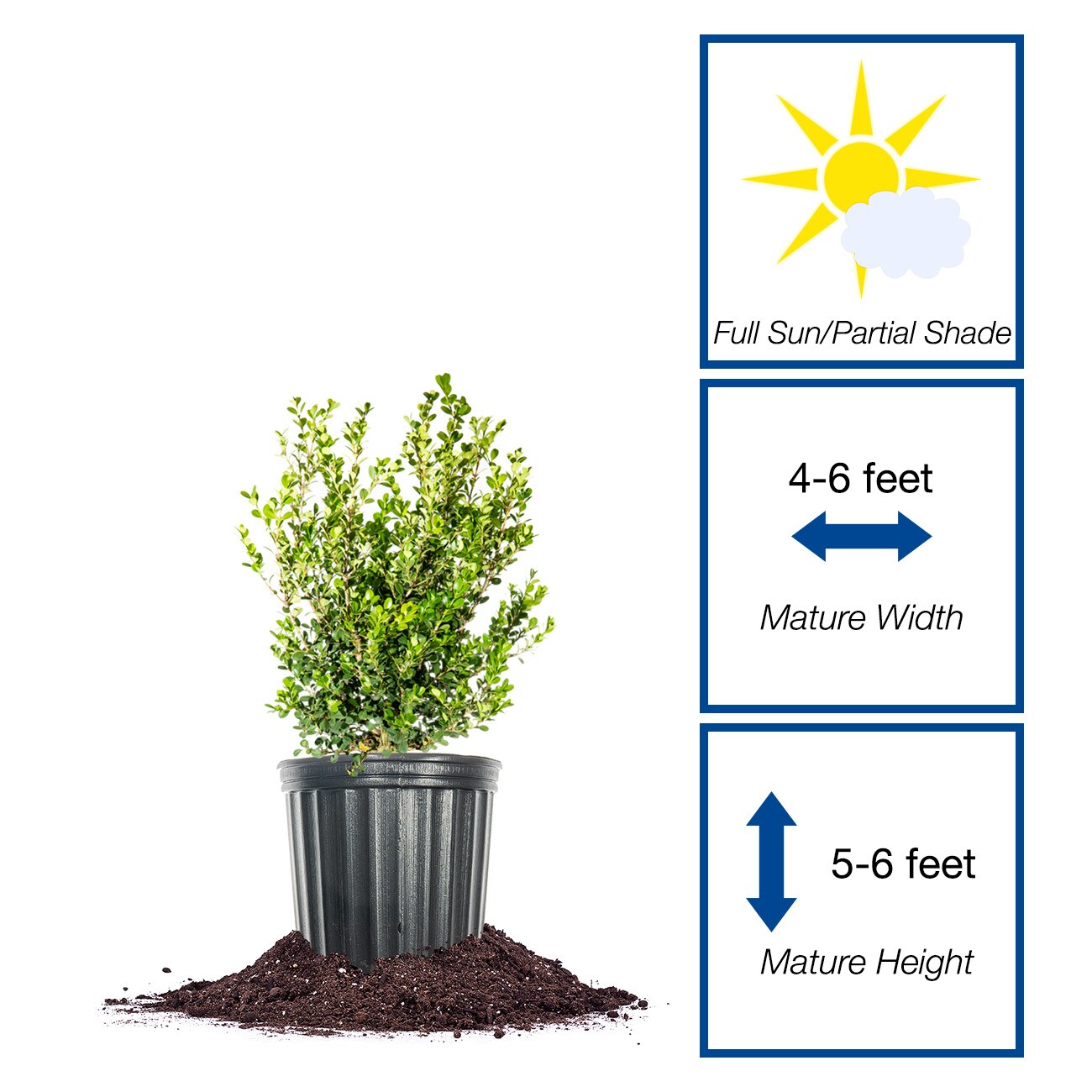 Perfect Plants LOJAPANESEBOXWOOD3G shrubs - View #2