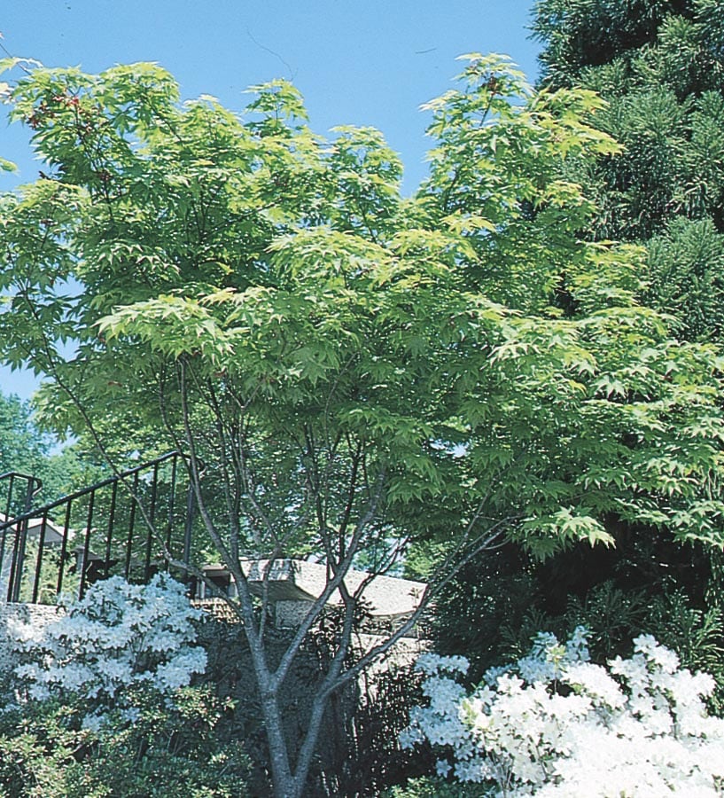 Lowe's ACEPAS9905 -Gallon Red Feature Japanese Maple In pot (with soil)