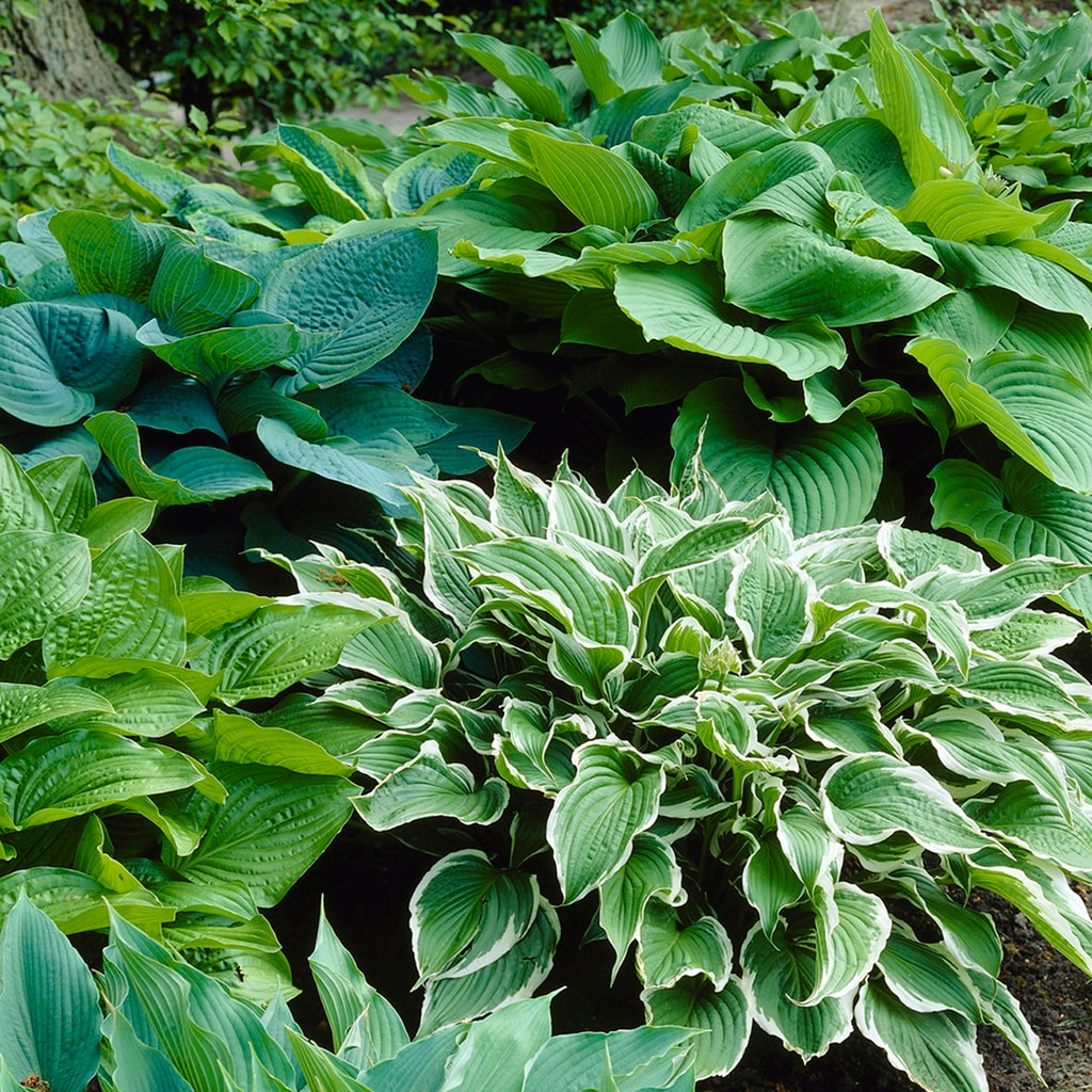 Hostas Premium Blend Plant Bulbs at Lowes.com