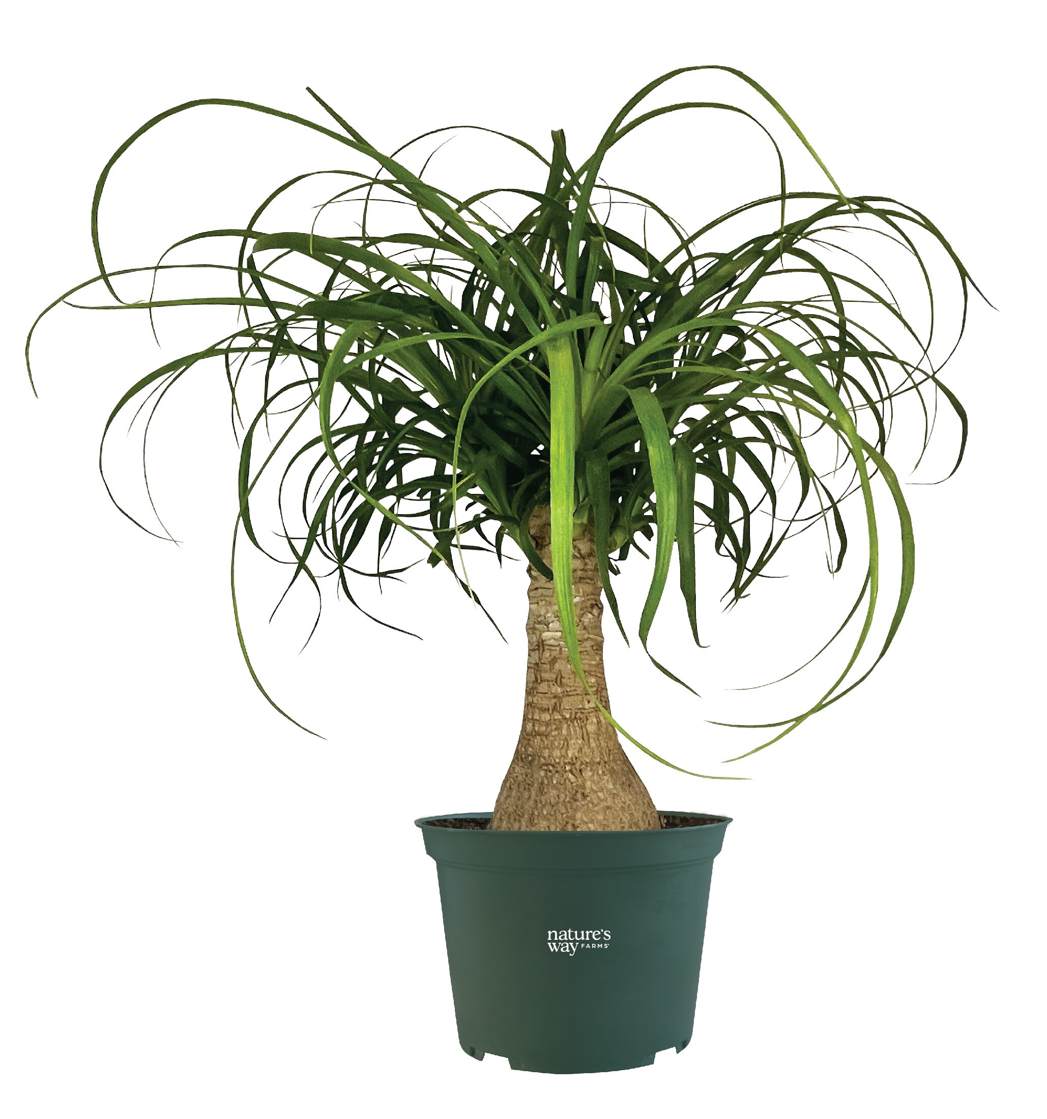 Ponytail Palm — Live Plant (6" pot)