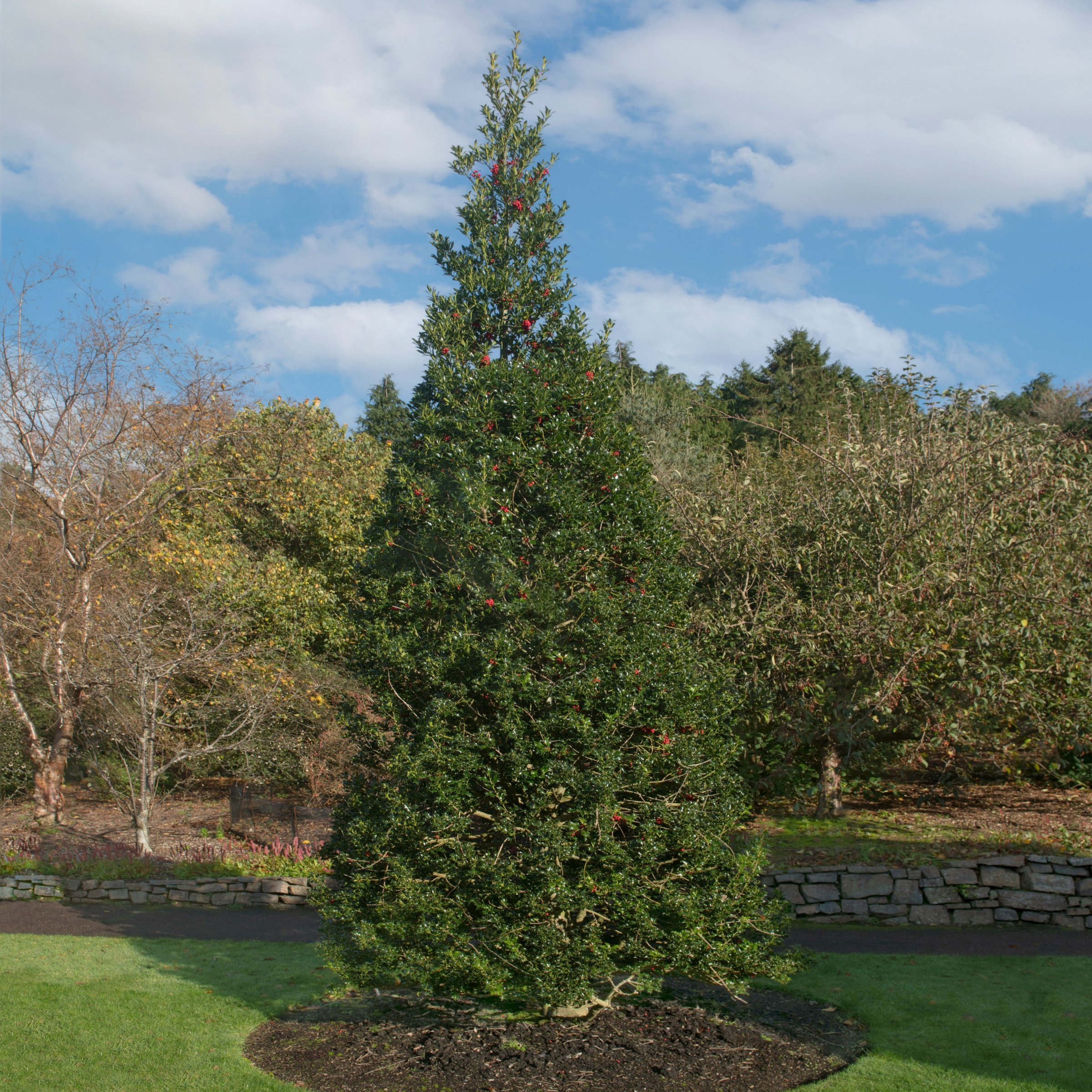 National Plant Network LW1895 shrubs - View #2