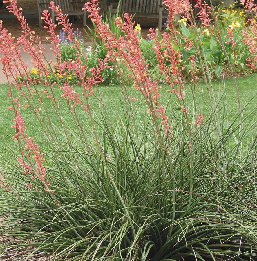 Lowe's NURSERY Red Yucca Feature Shrub in In pot (with soil) ,Red Blooms