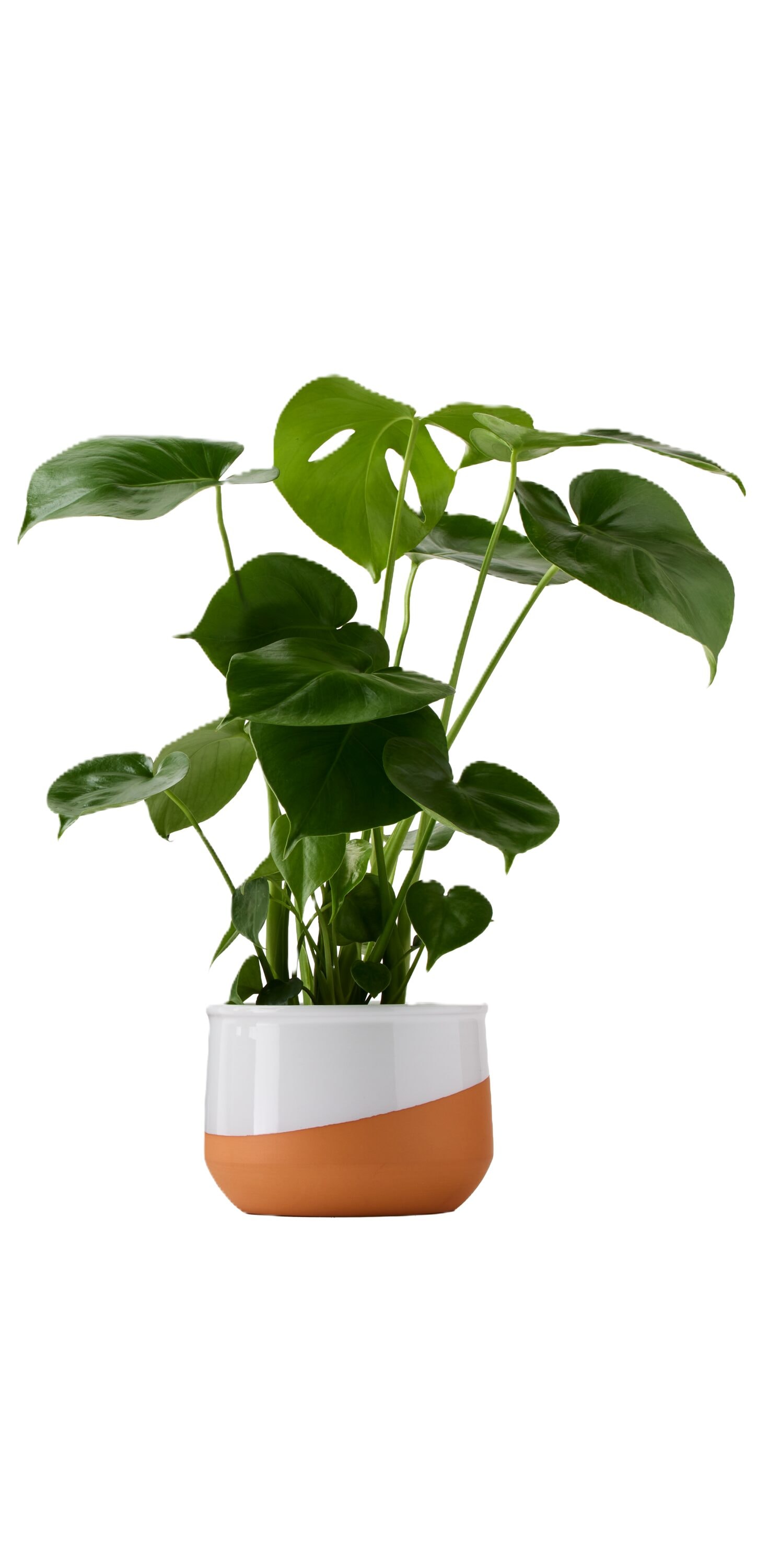 LiveTrends - Monstera Deliciosa (Swiss Cheese Plant) House plant in 36 Ounce(s) Pot 1 -Pack