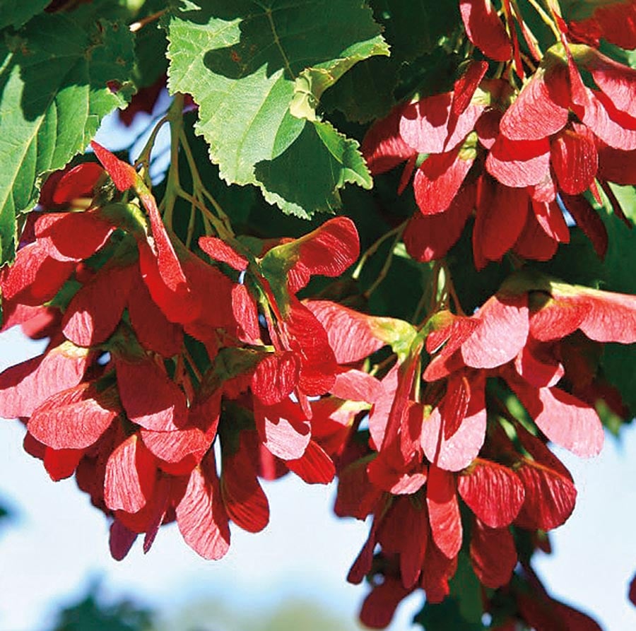  NURSERY 12.7-Gallon Feature Hot Wings Tatarian Maple In Pot (With Soil)