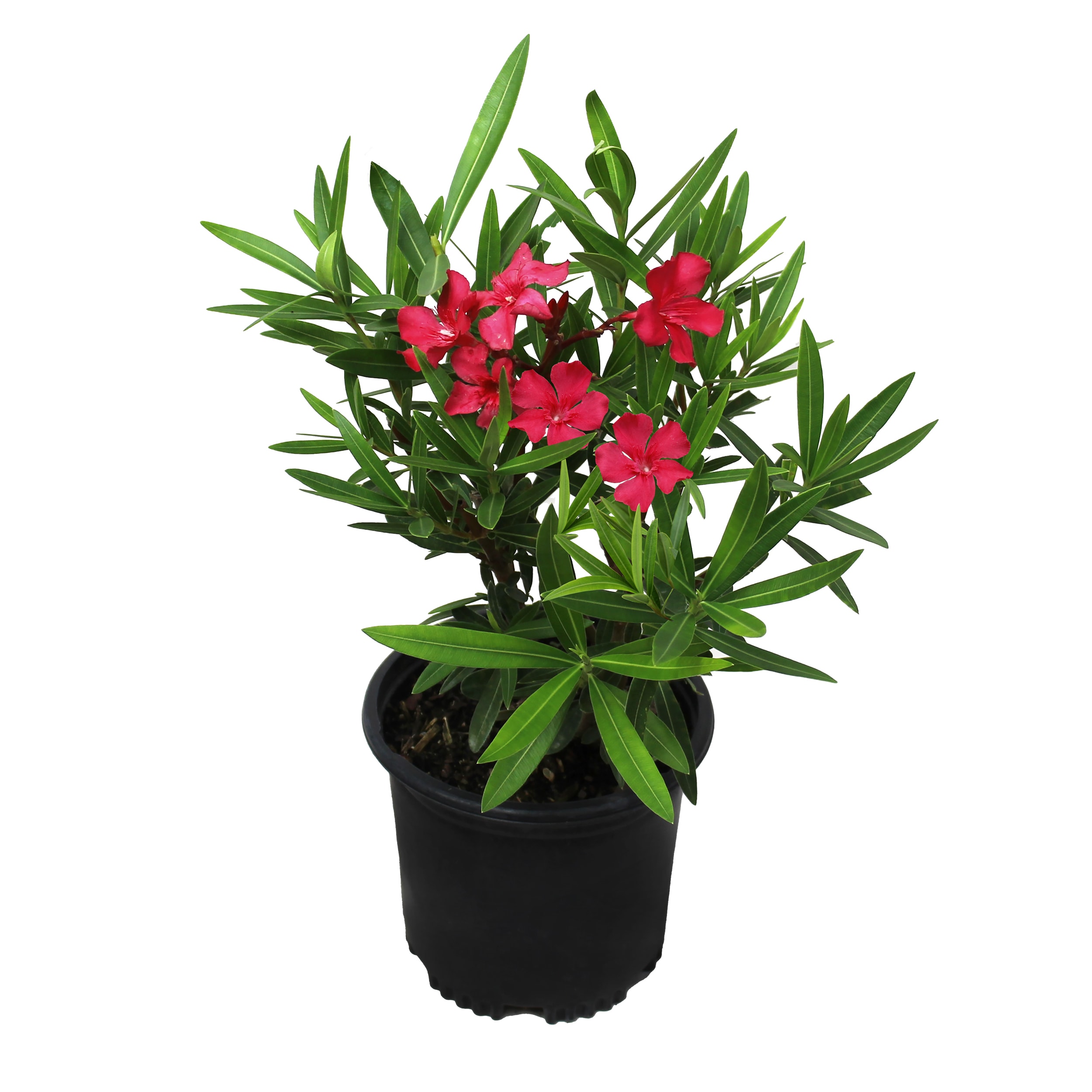 Dwarf Oleander Nerium Oleander LONGFLOWERING Compact Evergreen Shrub ...