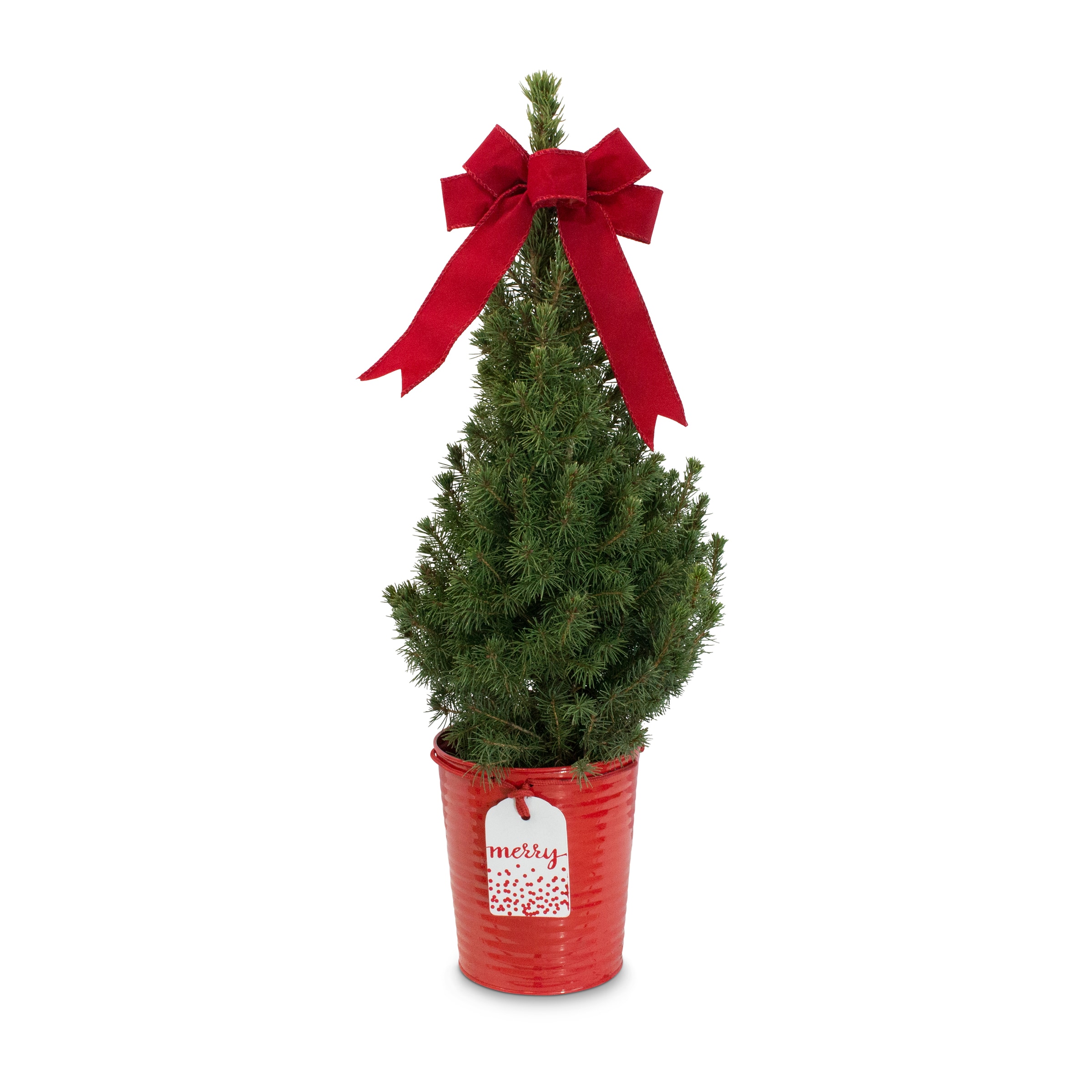 Holiday Living 2592088 Spruce Alberta Feature Shrub in 2.5 -Quart Planter 1.0 -Pack
