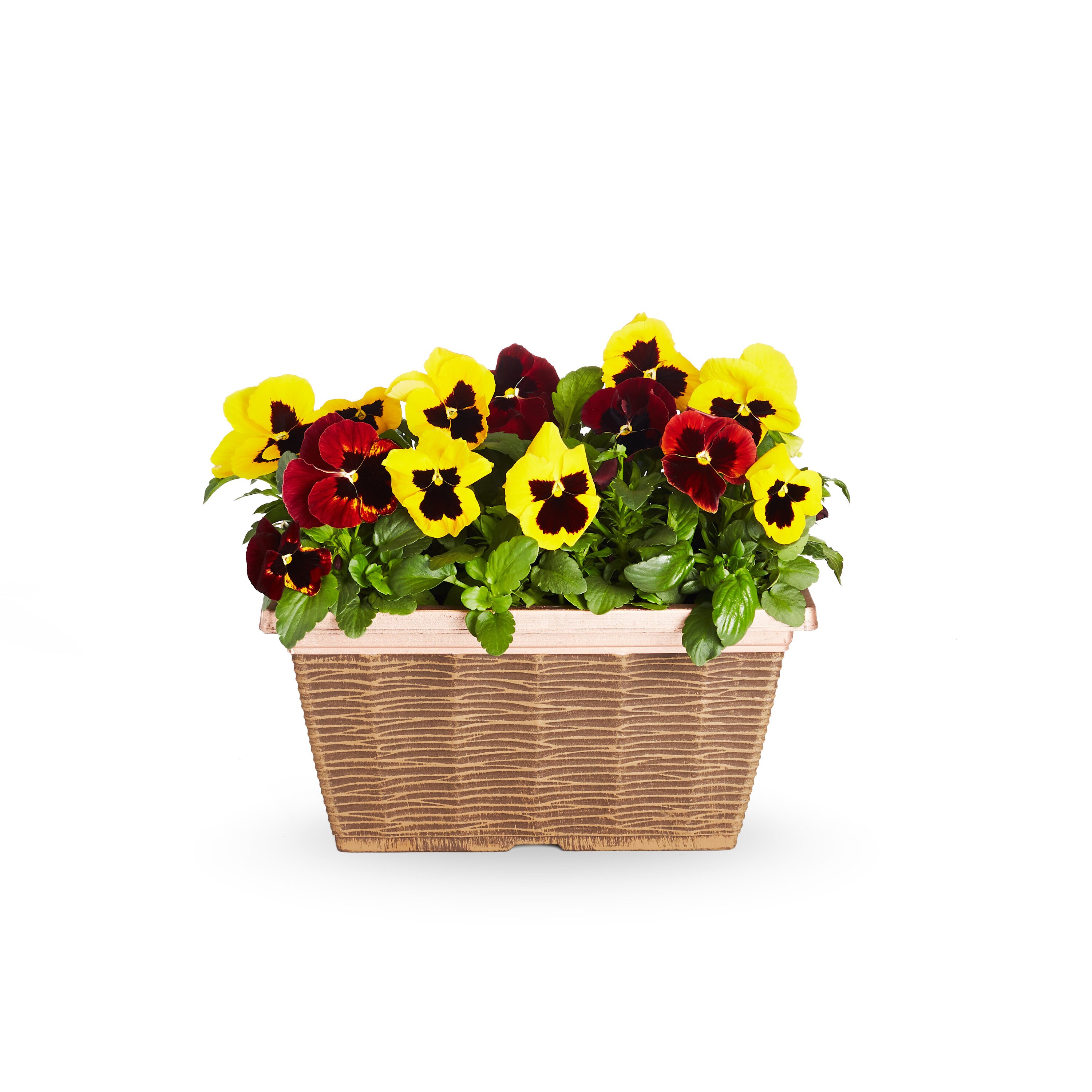 Lowe's Multicolor Pansy in 2.5-Quart Pot in the Annuals department