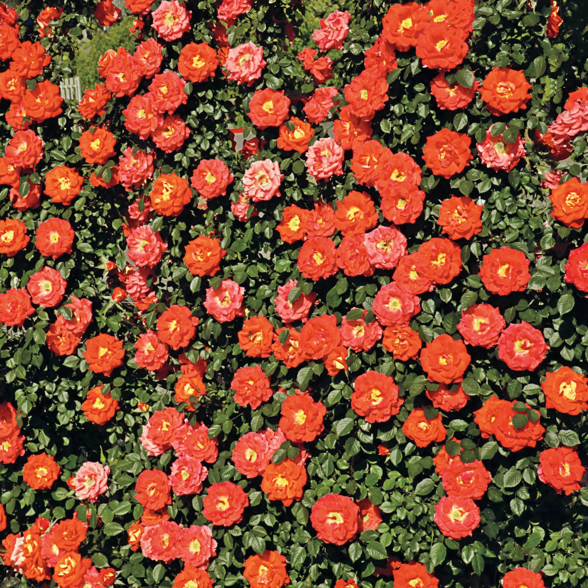 Spring Hill Nurseries 86072 roses - View #2