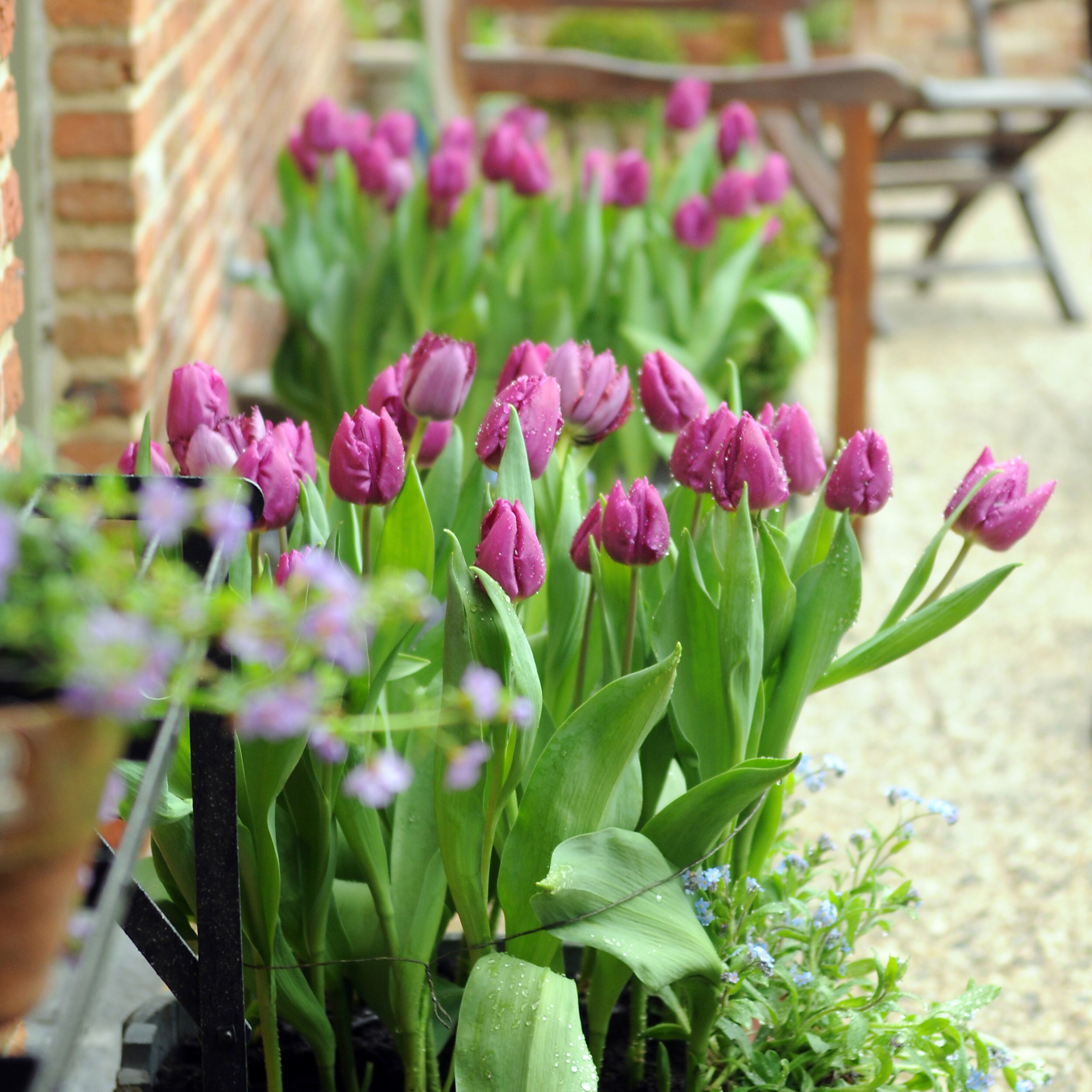 Garden State Bulb ECF-58-50-02 Plant-Bulbs - View #6