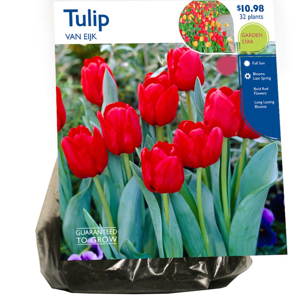 Be Bold With Tulips and Fall Bulbs