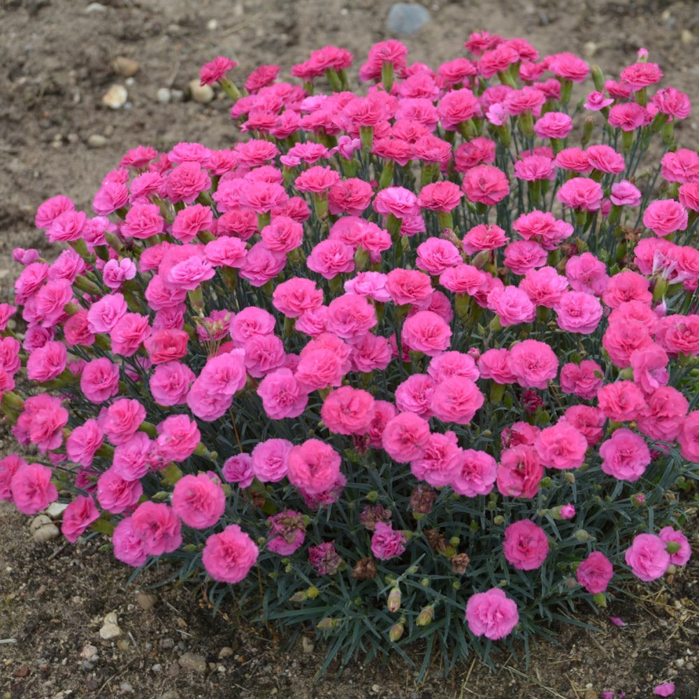 Spring Hill Nurseries 80579 perennials - View #4
