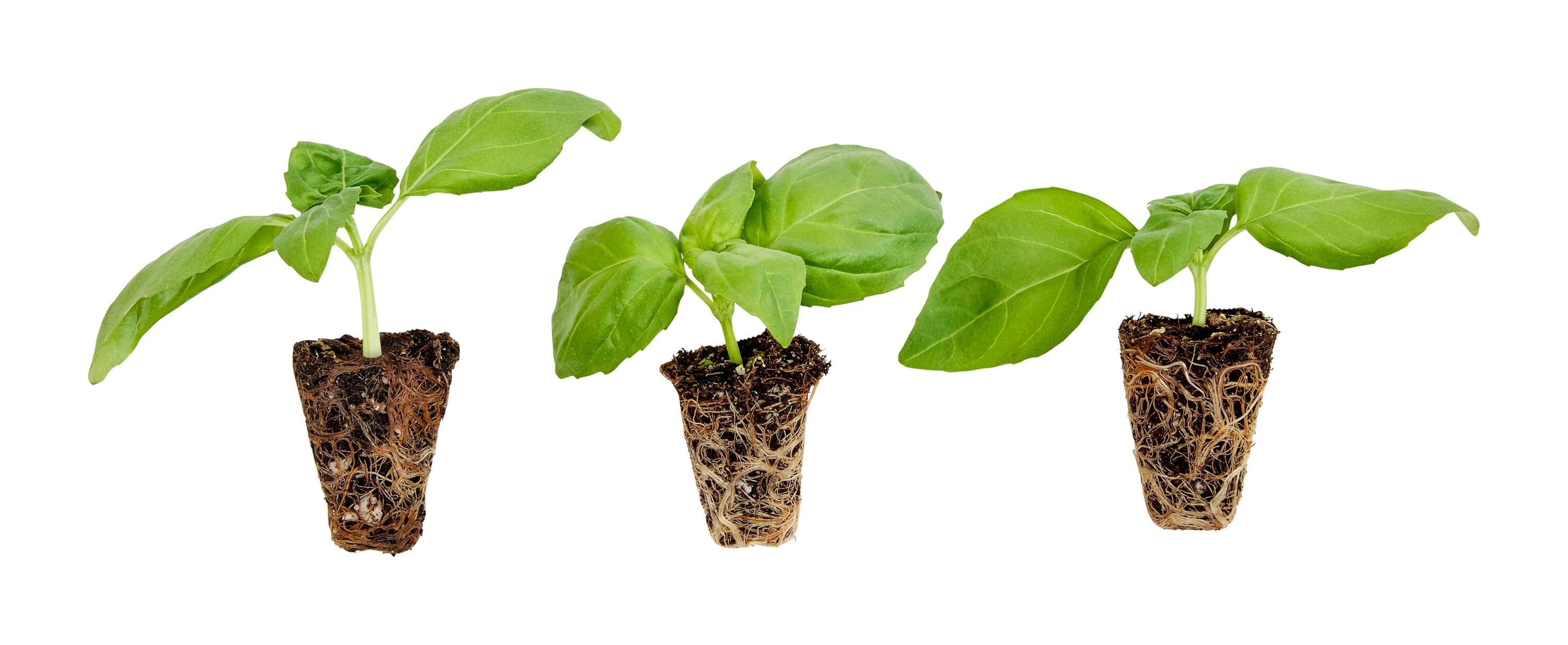 20+ Italian Large Leaf Basil Plant