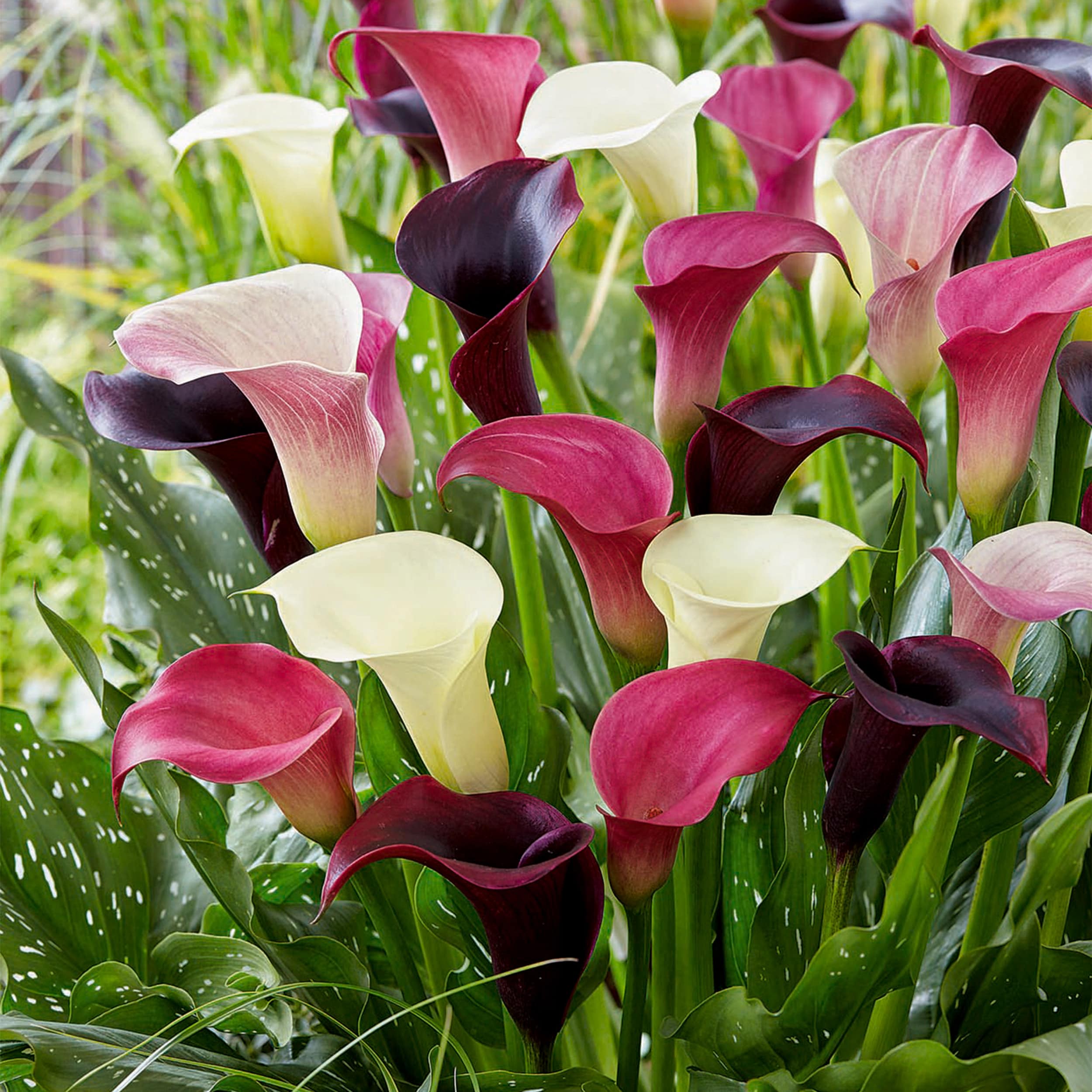 Garden State Bulb ECS-58-05-01 Multicolor Purple Rain Mixed Calla Lily Bulbs 5 Count