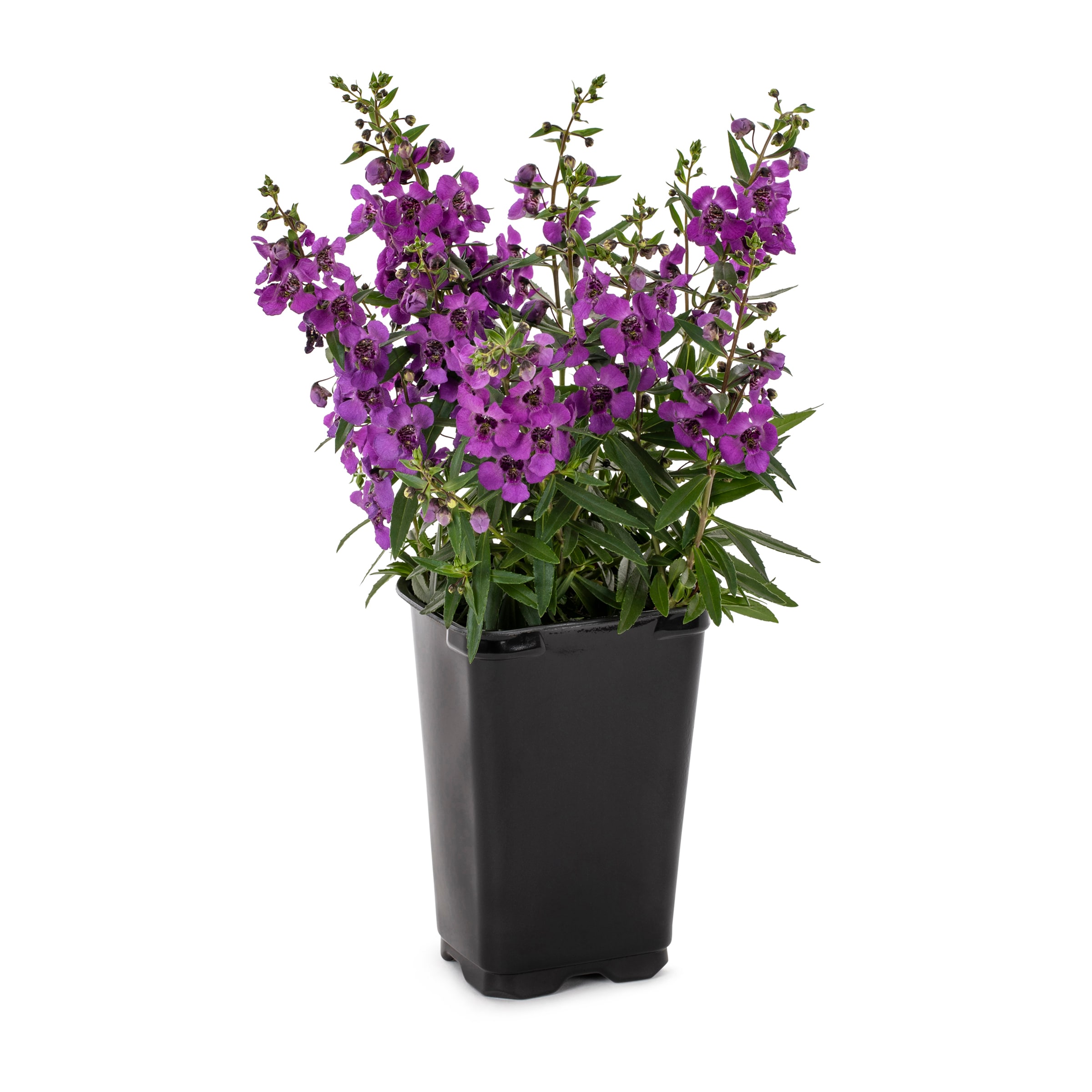 Lowe's 94002 Purple Angelonia in 1.5 Pint Pot 1 -Pack