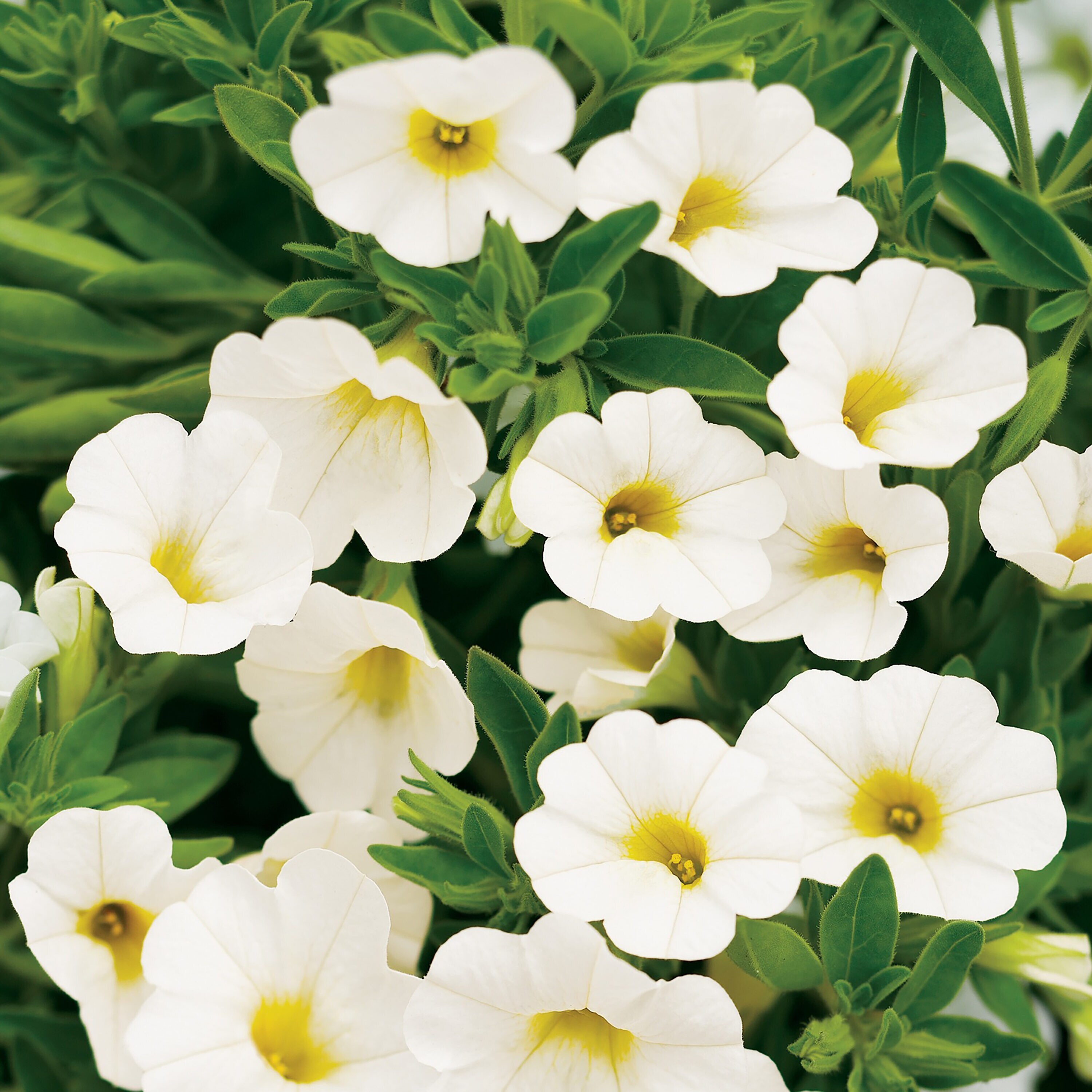 Proven Winners BELPRW0017504 White Superbells White (Calibrachoa) in 4.25 Inch(es) Pot