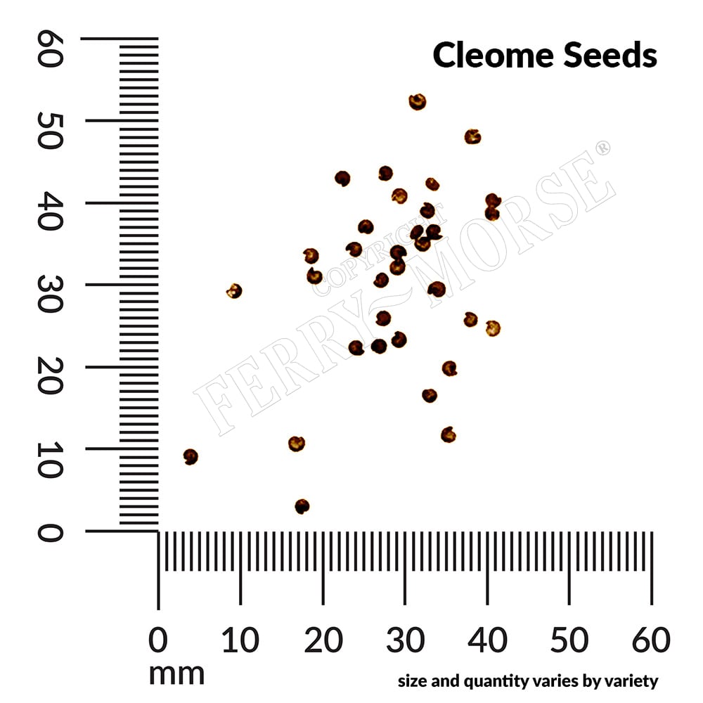 Ferry-Morse 661801.249.0925 seeds - View #4
