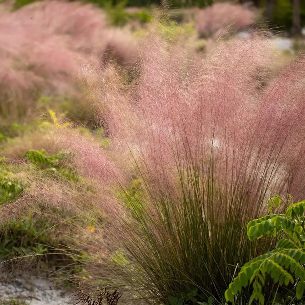 2.5-gallon (s) 2-pack pink muhly grass (muhlenbergia capillaris