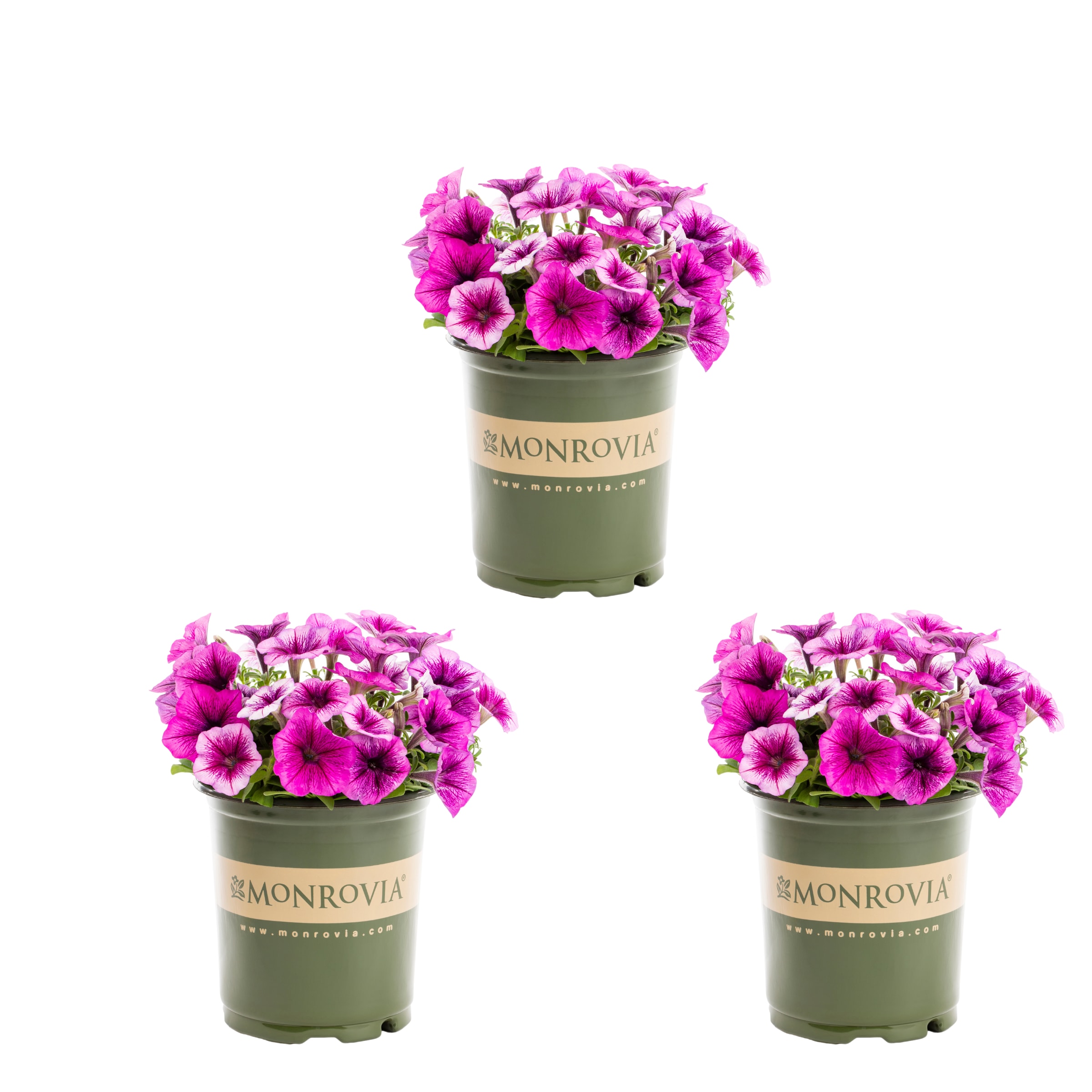 Monrovia 5002 Purple Petunia in 2.5-Quart Pot 3-Pack
