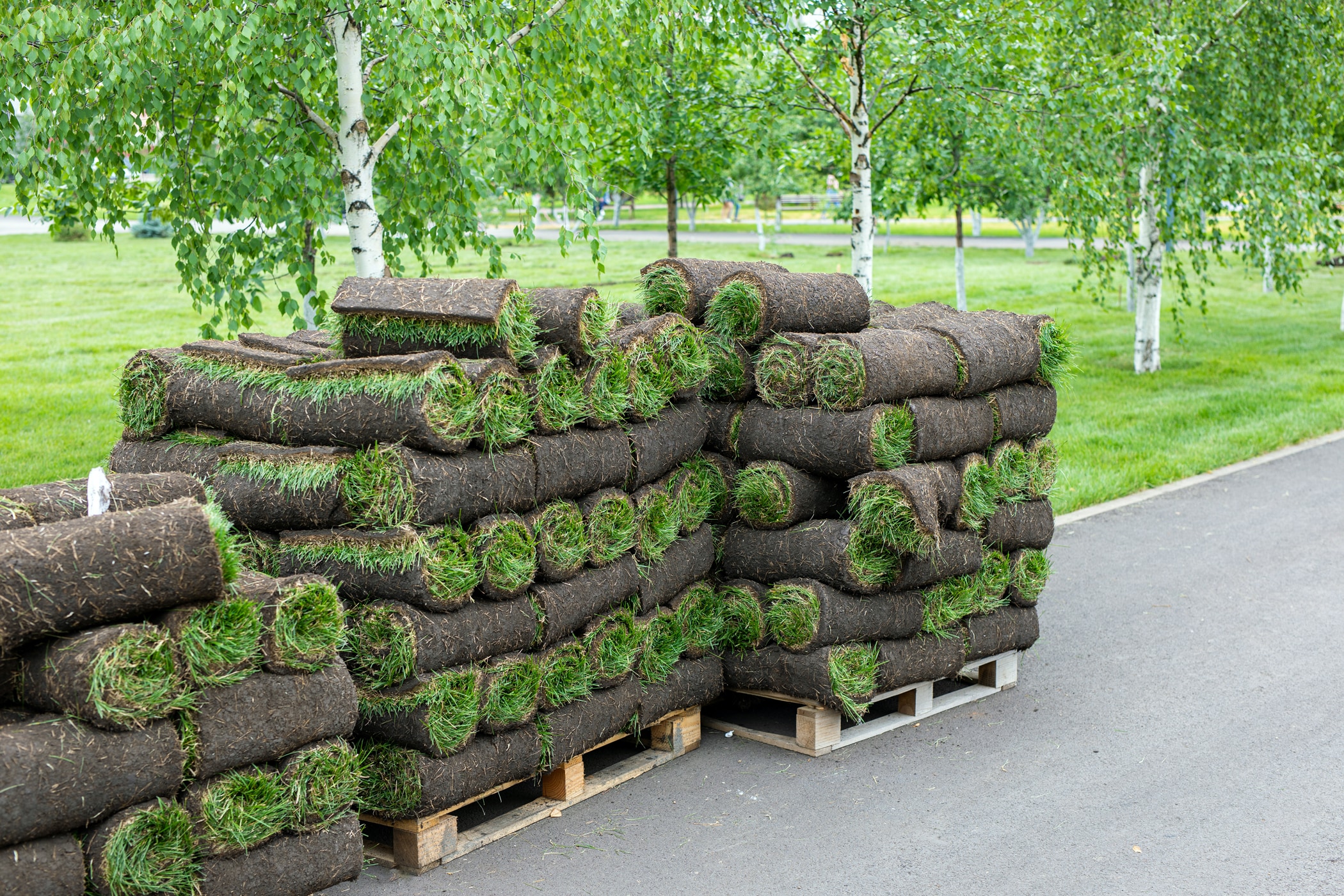 Harmony Outdoor Brands BLUEGRASS-2DS sod - View #4