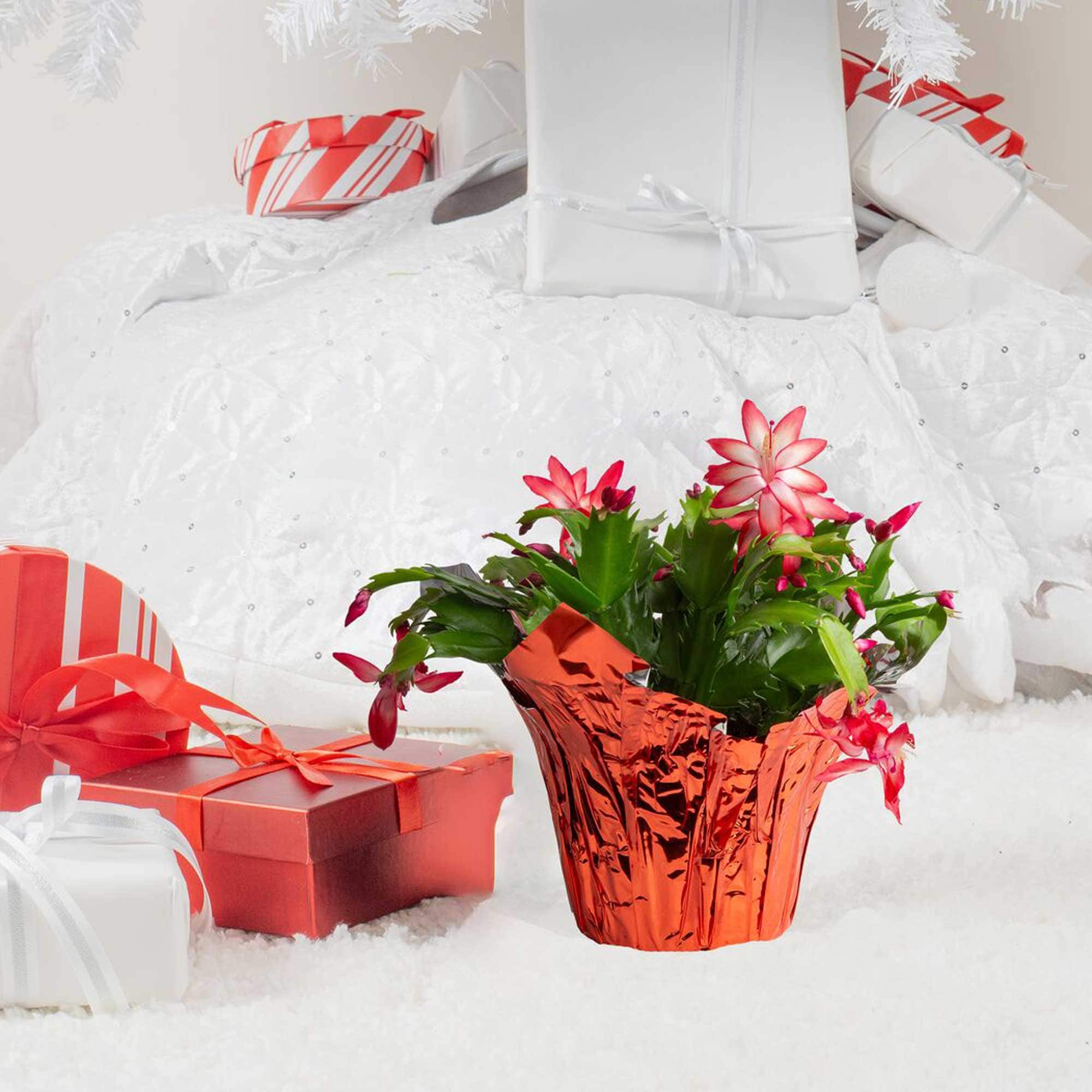 Costa Farms M-ZYG-W-GLD-01-LW Fresh-Cut-Christmas-Decorations - View #2