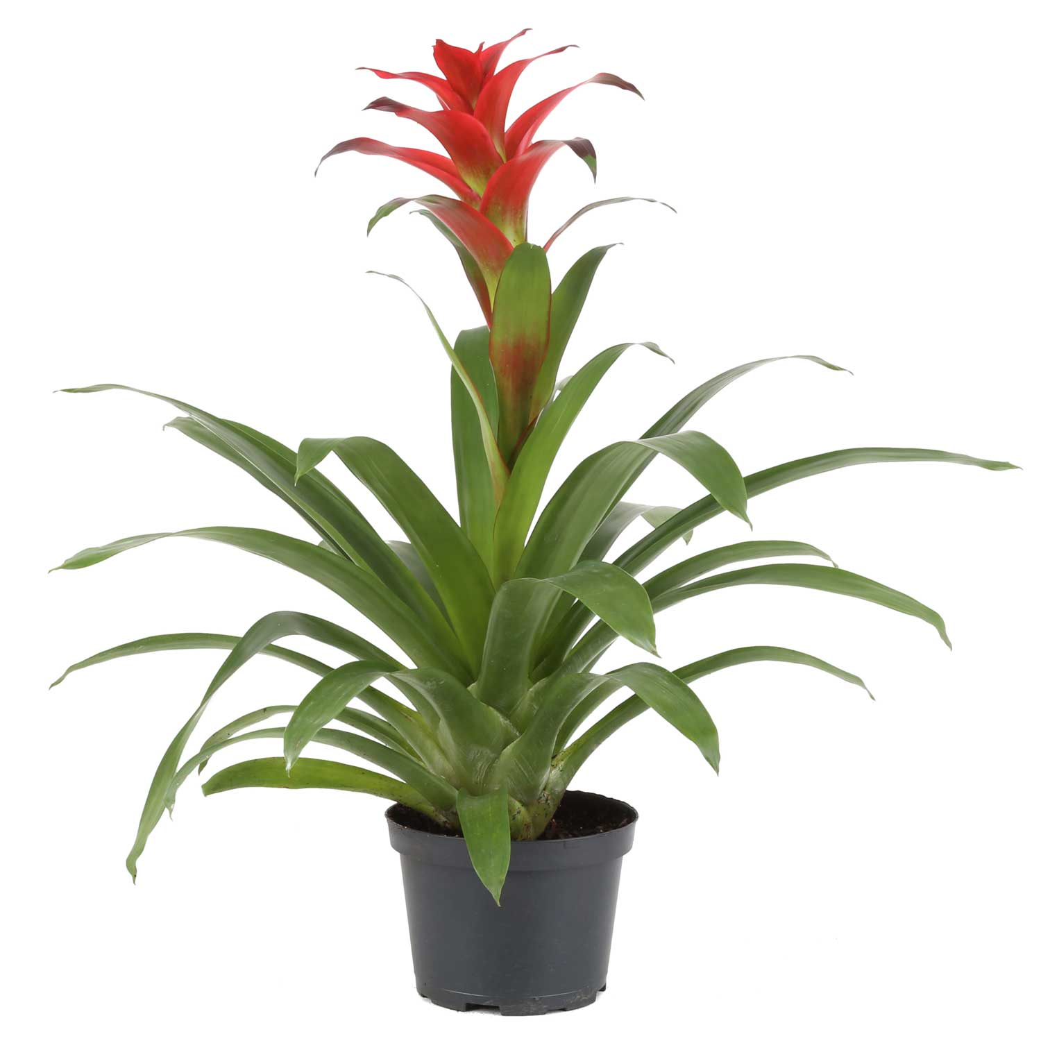 Bromeliad