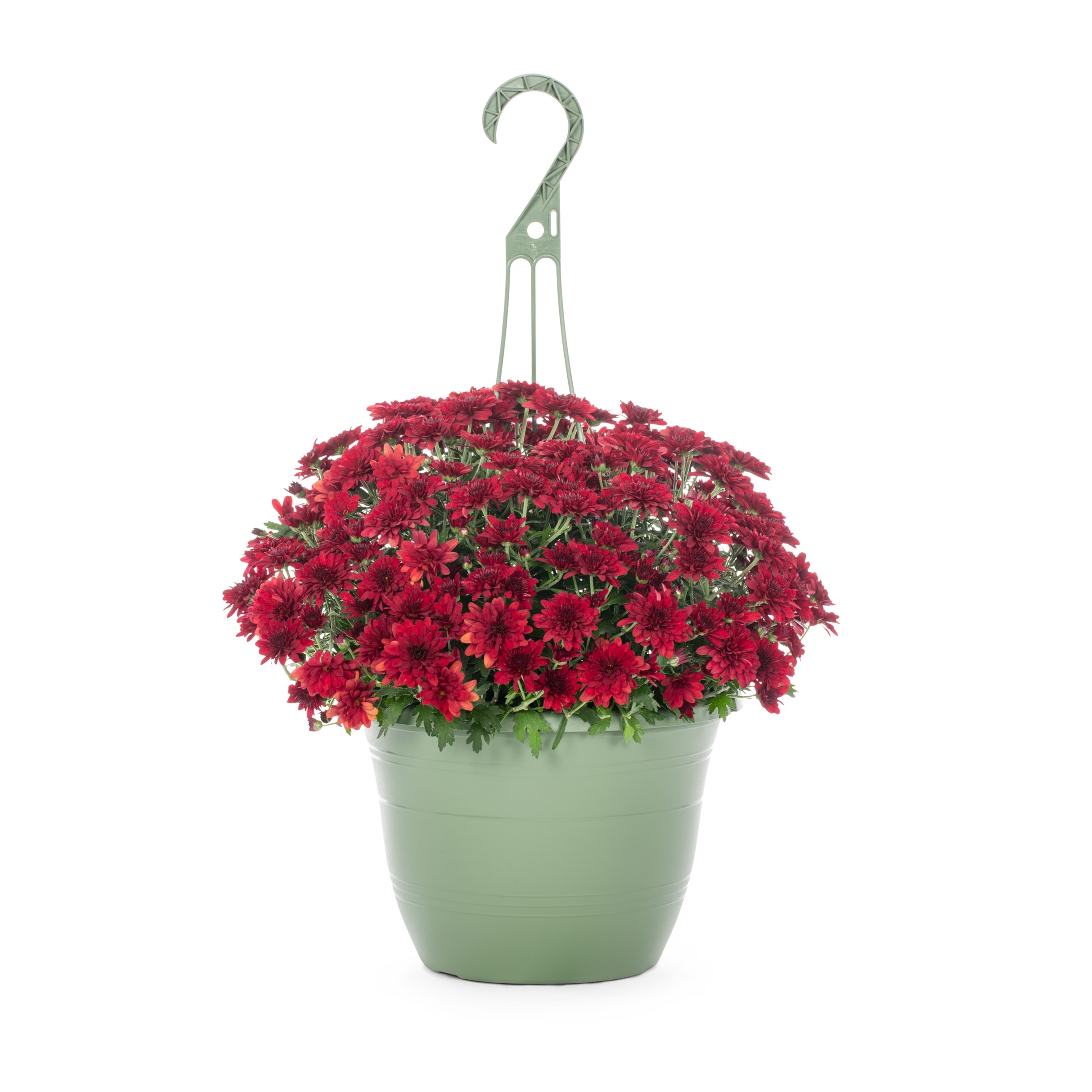 Lowe's NURSERY Red Mum in 1.5-Gallon Hanging Basket