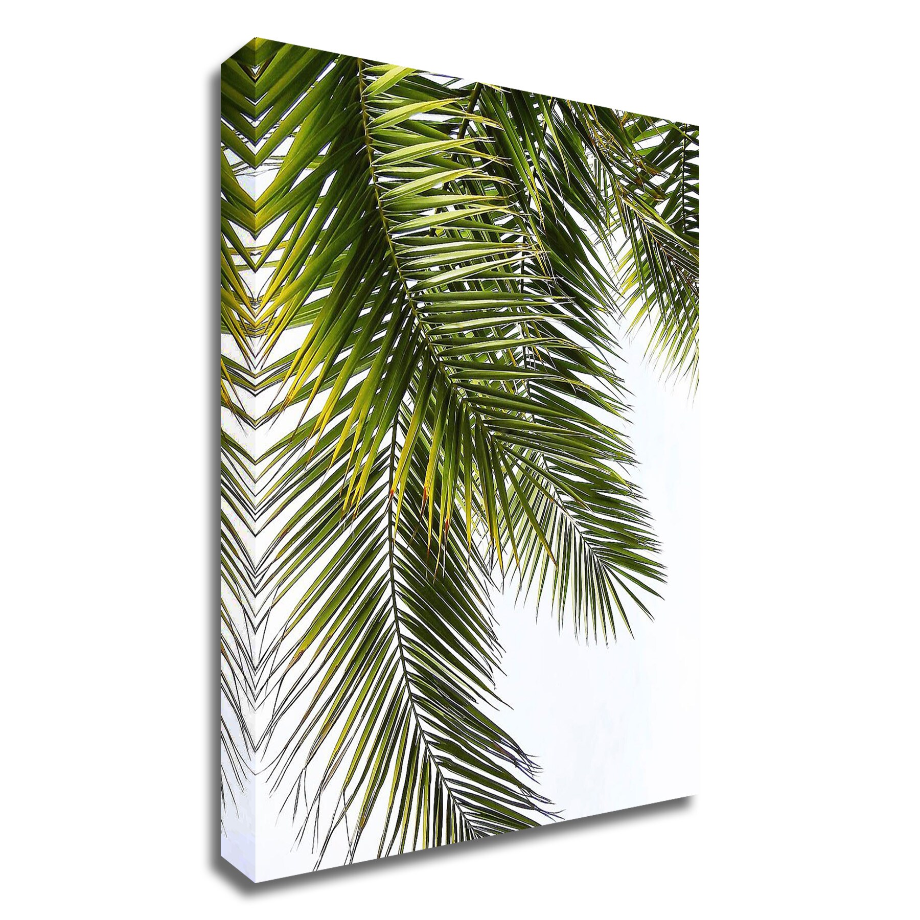 Tangletown Fine Art 8G841DC-1419 Palm Leaves Lexie Greer 19-in H x 14-in W Photography Print on Canvas