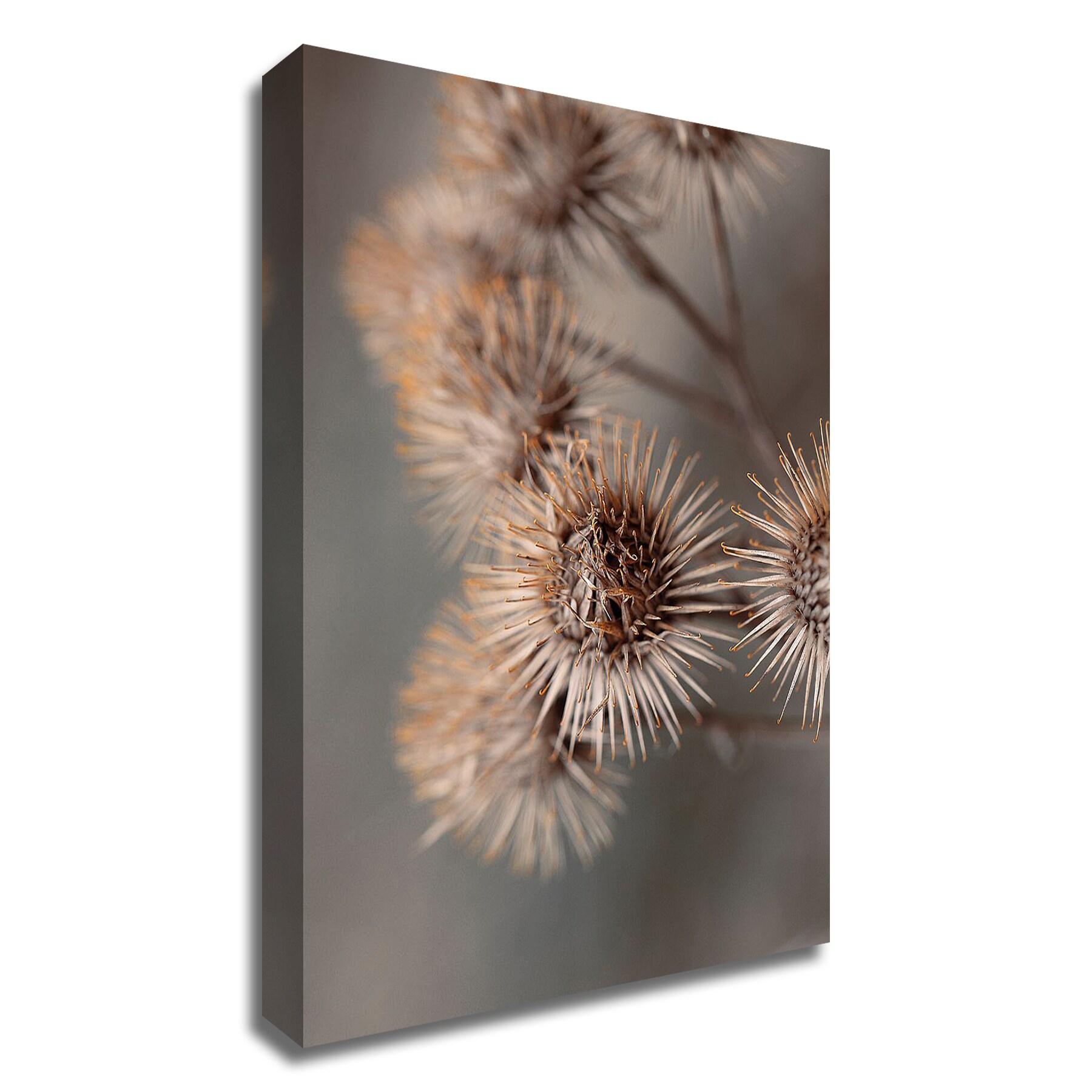 Tangletown Fine Art 8MF9691095C-2028 Avantgarde Design Fabrikken 28-in H x 20-in W Floral Print on Canvas
